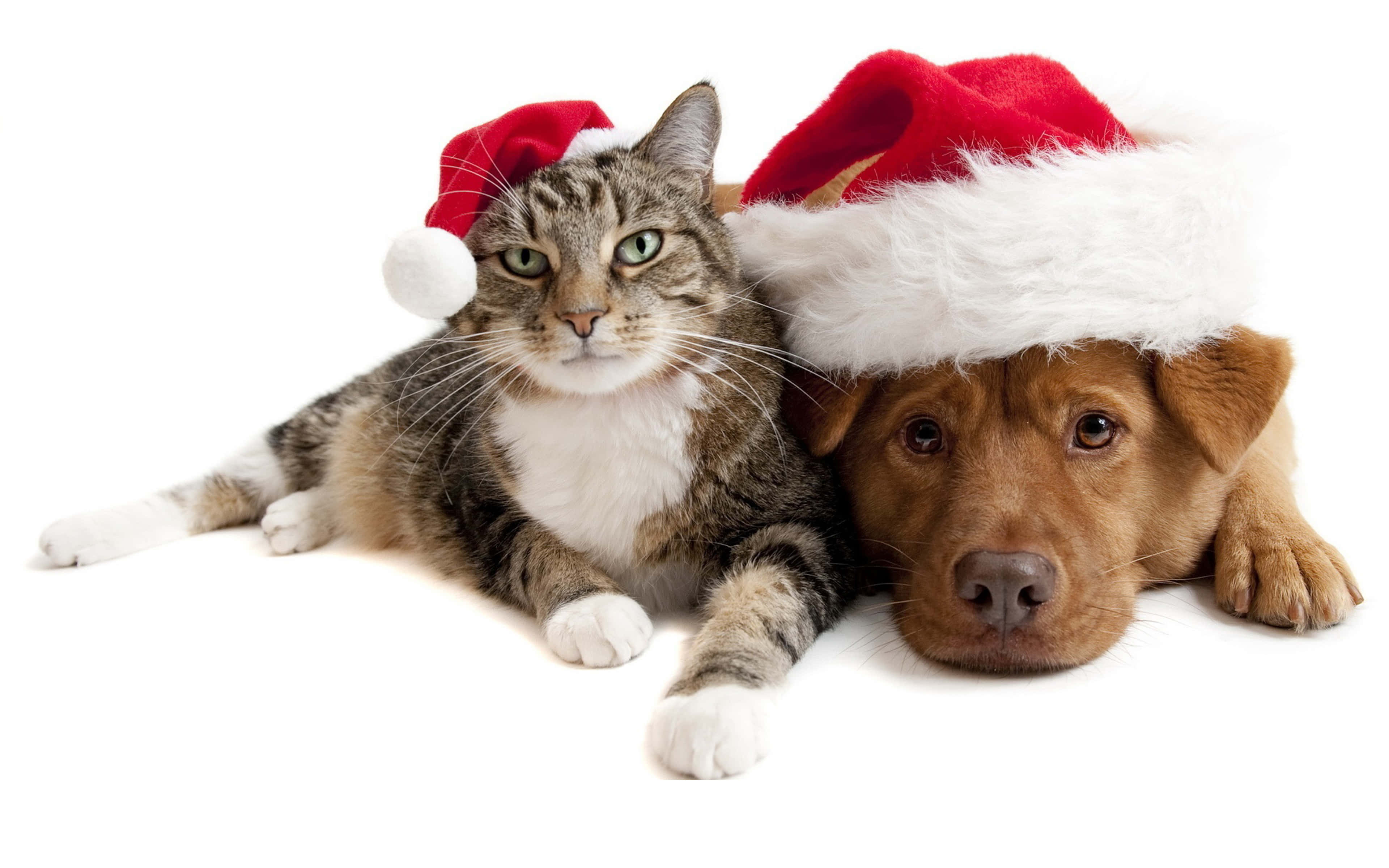 Kitten And Puppy 桌布 壁紙 — 一隻虎斑貓和一隻棕色狗戴著紅色聖誕帽，並排躺在白色背景上。