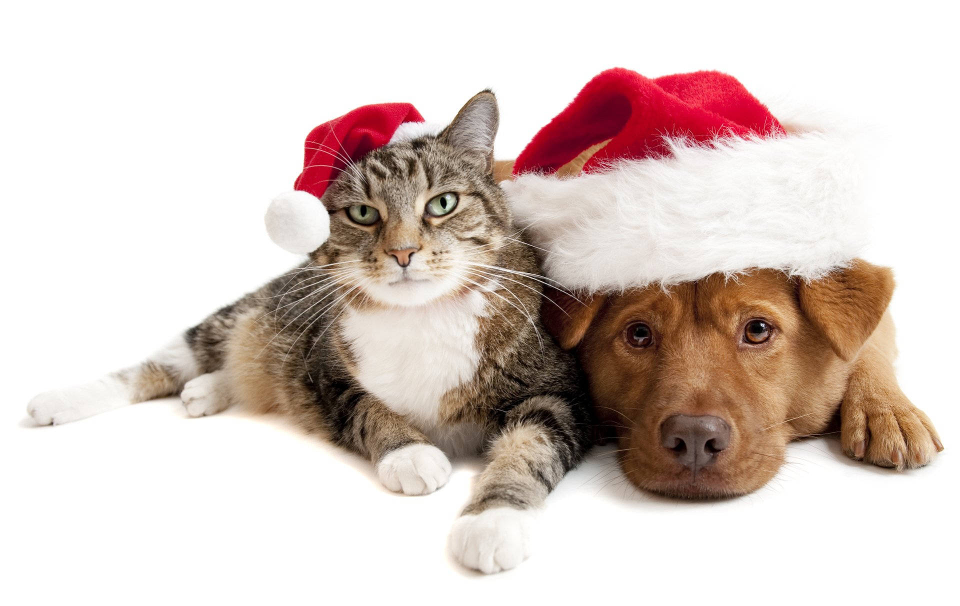 animals 桌布 壁紙 — 一隻虎斑貓和一隻棕色狗戴著紅色聖誕帽，並排躺在白色背景上。