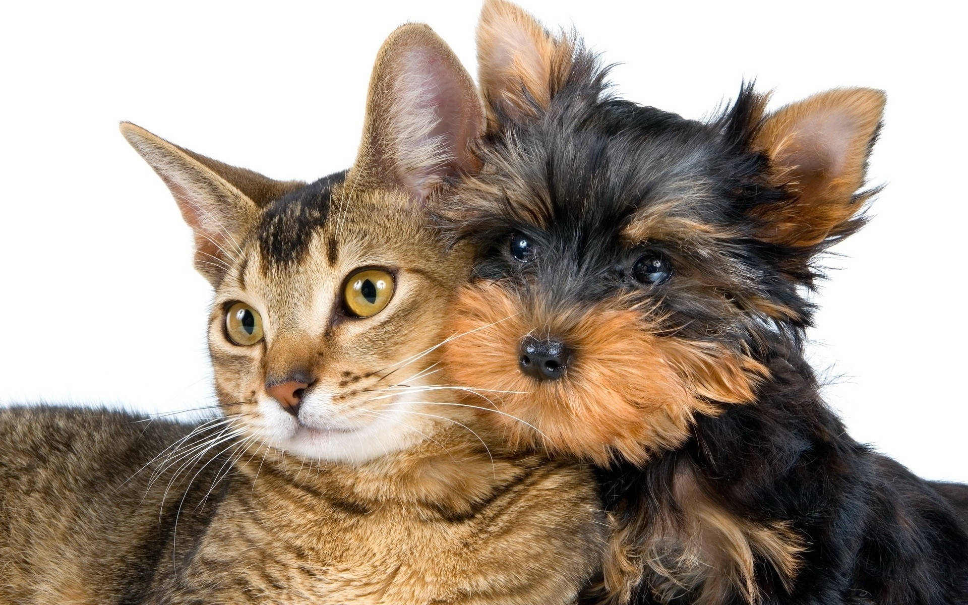 yorkie 桌布 壁紙 — 一隻虎斑貓和一隻約克夏㹴犬在純白背景下緊緊依偎。