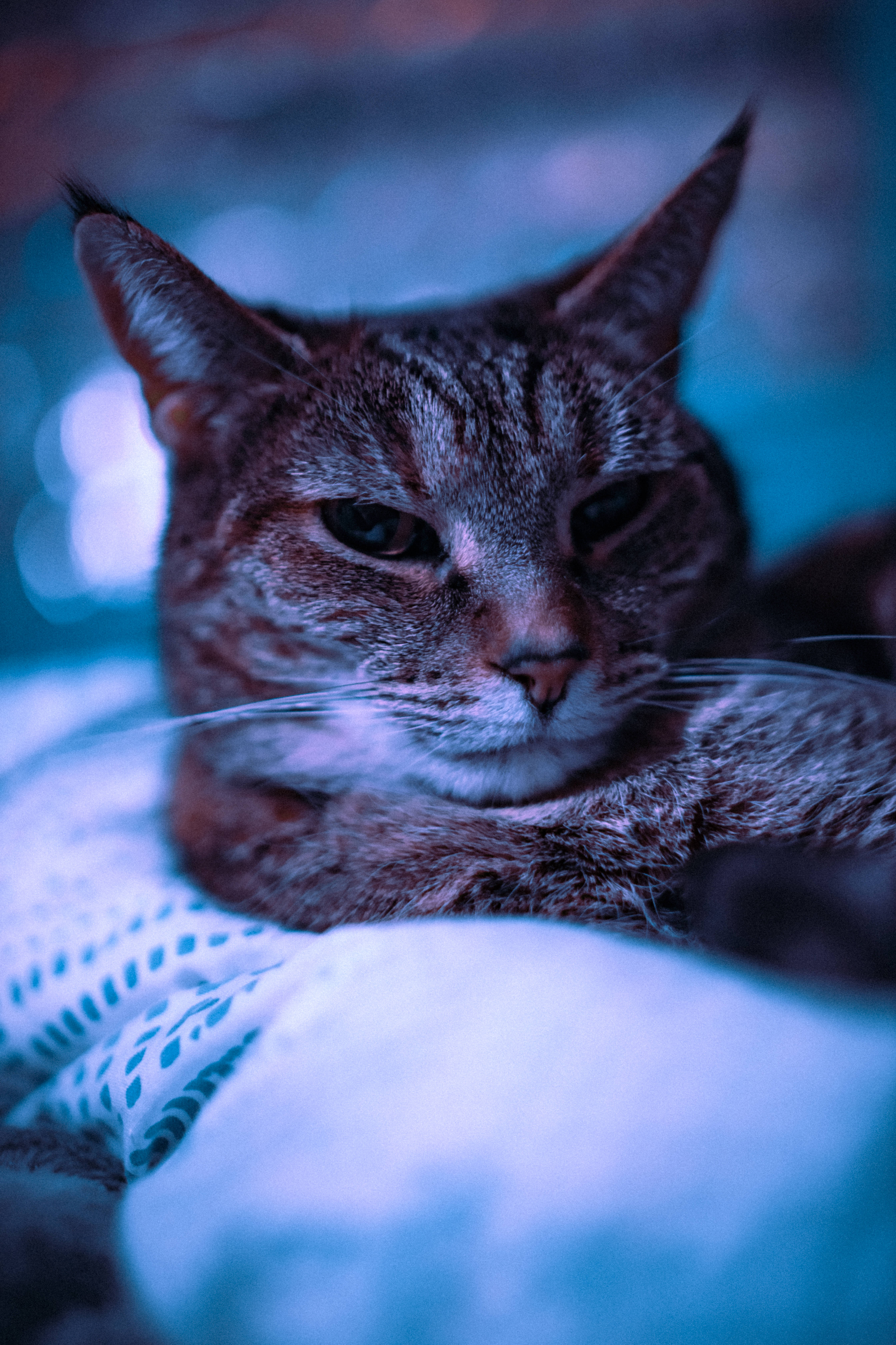 Cute Cat HD 桌布 壁紙 — 一隻虎斑貓咪眼神銳利，在冷藍色燈光下休息於柔軟的毯子上，背景模糊散景。