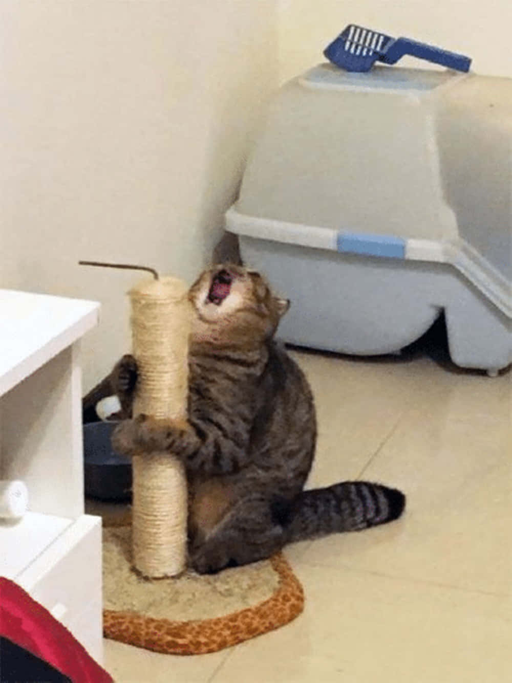 Cat Scratching Post 桌布 壁紙 — 一隻虎斑貓在家中的角落張開嘴伸懶腰，同時抓住貓抓柱，旁邊有一個貓砂盆。