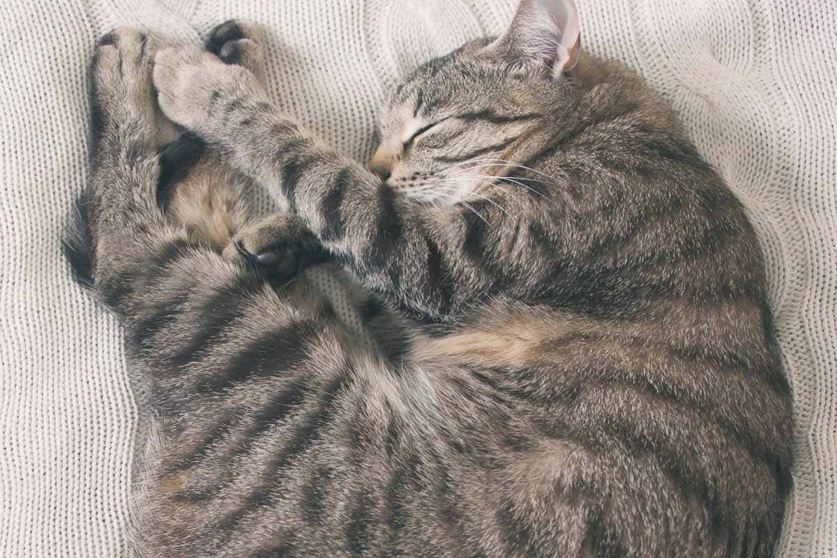 sleeping cat 桌布 壁紙 — 一隻虎斑貓在柔軟的白色針織毯子上蜷縮著，爪子輕輕蓋在臉上，安詳地睡著。