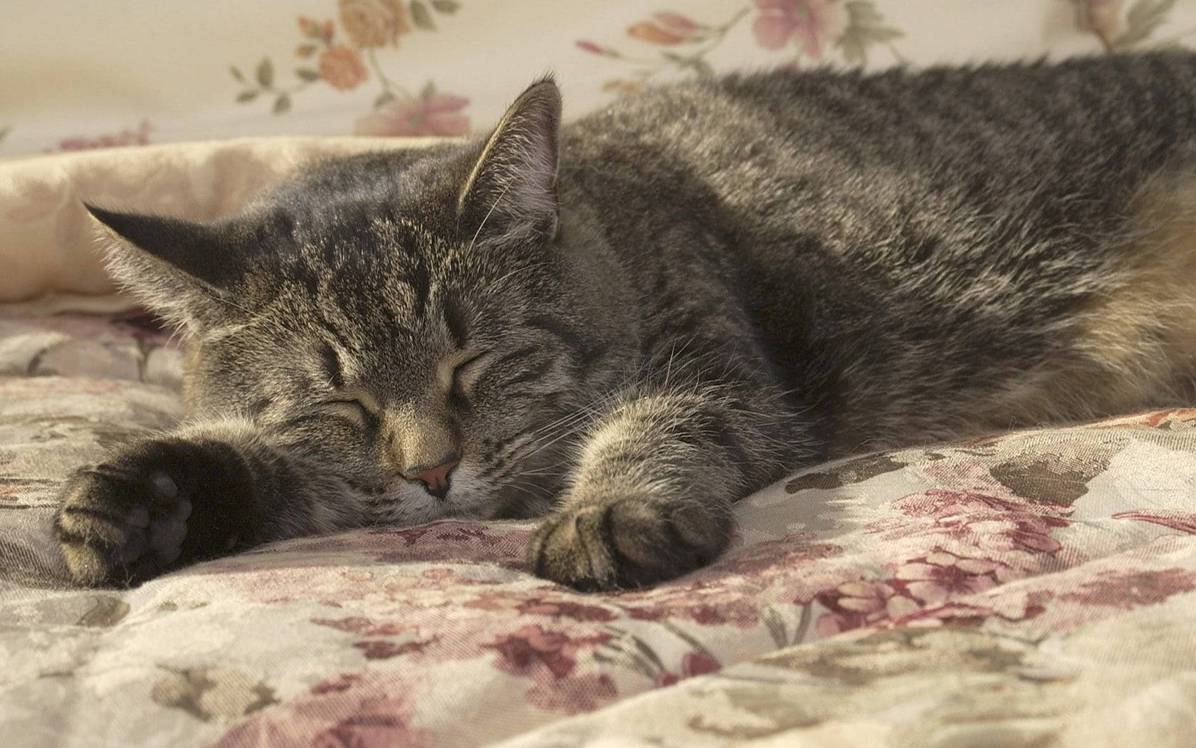 Sleeping 桌布 壁紙 — 一隻虎斑貓在溫暖陽光下，於花卉圖案的床罩上安然入睡。