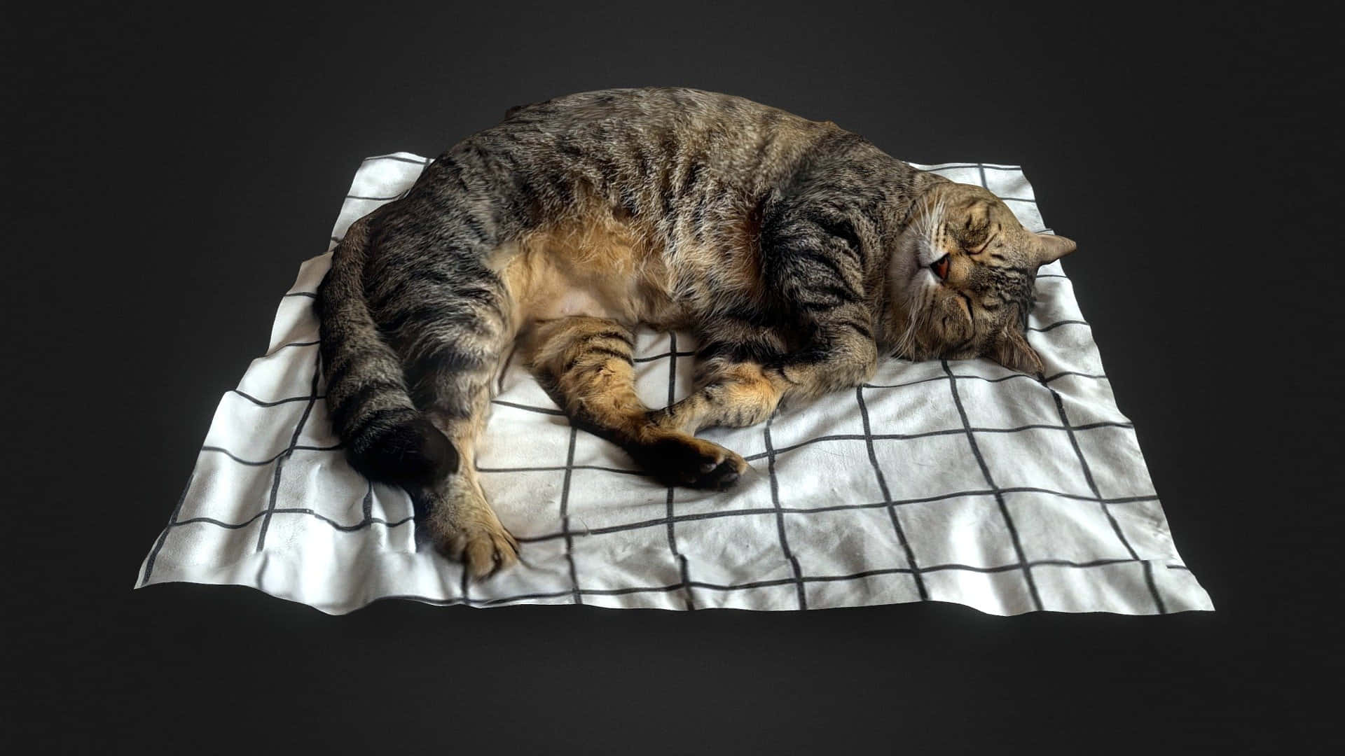 sleeping cat 桌布 壁紙 — 一隻虎斑貓在白色格子圖案毛毯上蜷縮入睡，背景為純黑色。