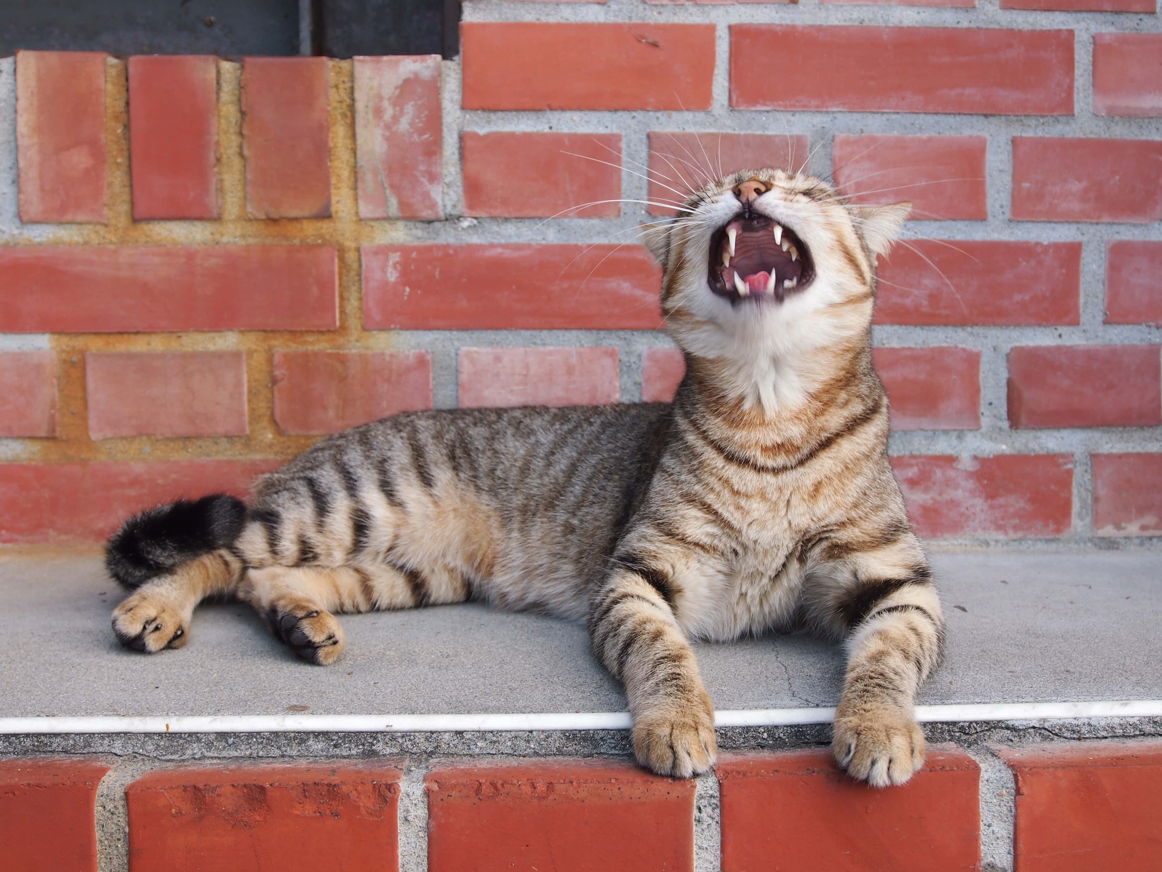 Silly Cat 桌布 壁紙 — 一隻虎斑貓在磚砌邊緣上張大嘴巴伸懶腰，沐浴在陽光中。