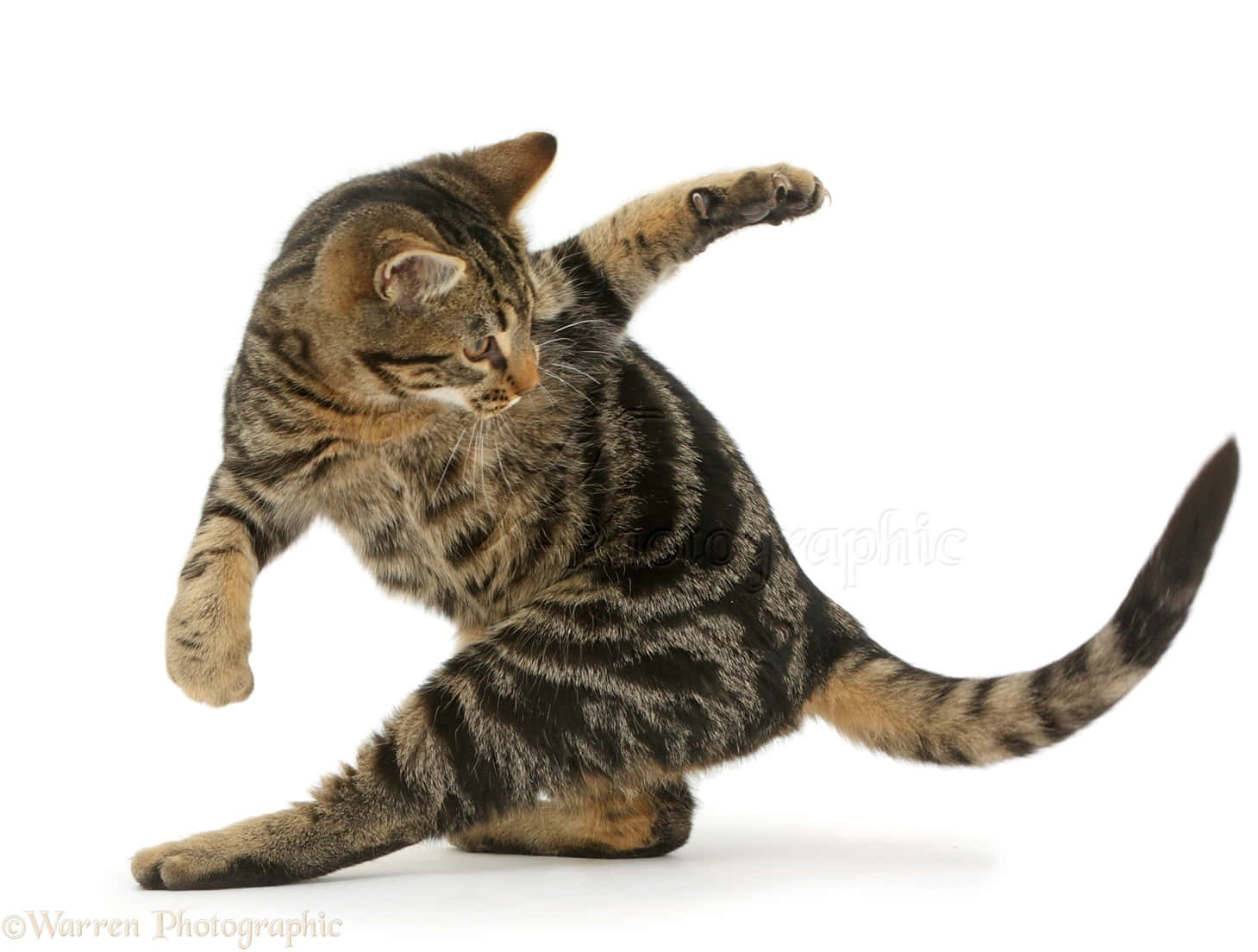 Cat Tail 桌布 壁紙 — 一隻虎斑貓在純白背景上動態伸展，四肢伸直，尾巴彎曲。