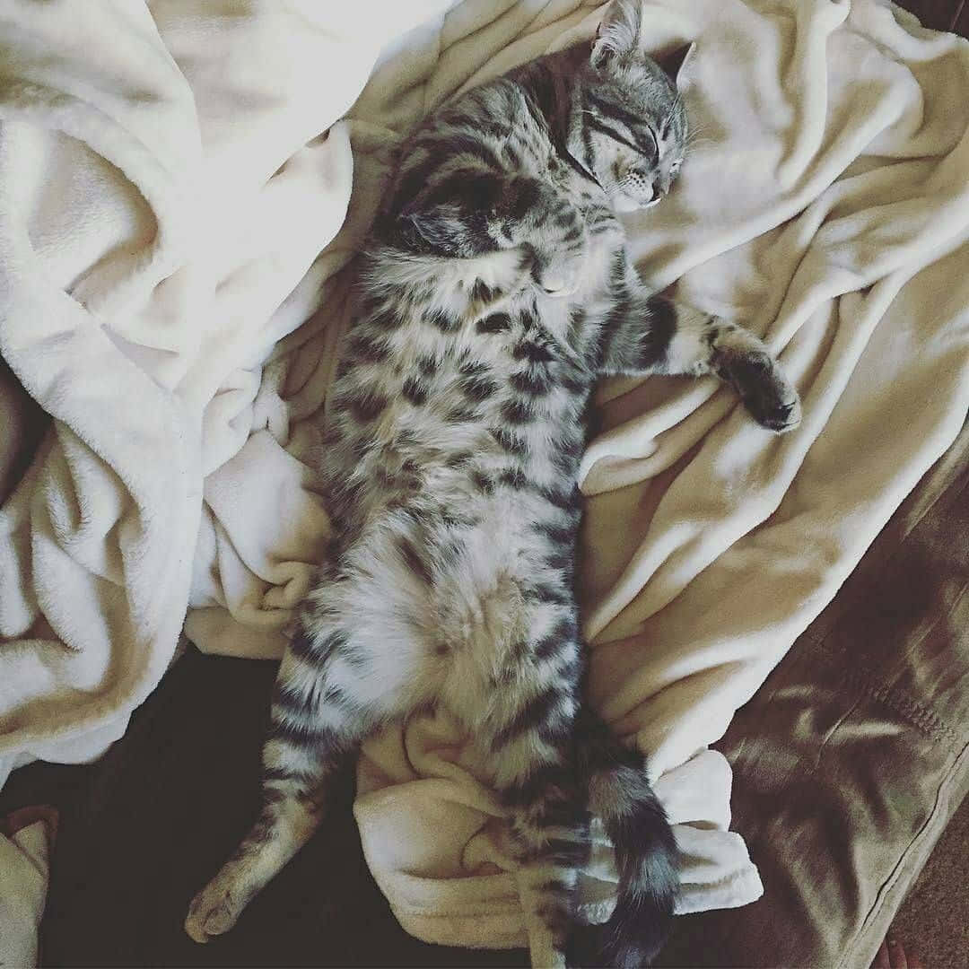 Cute Cat 桌布 壁紙 — 一隻虎斑貓在舒適的室內環境中，仰臥在柔軟的米色毯子上安睡。