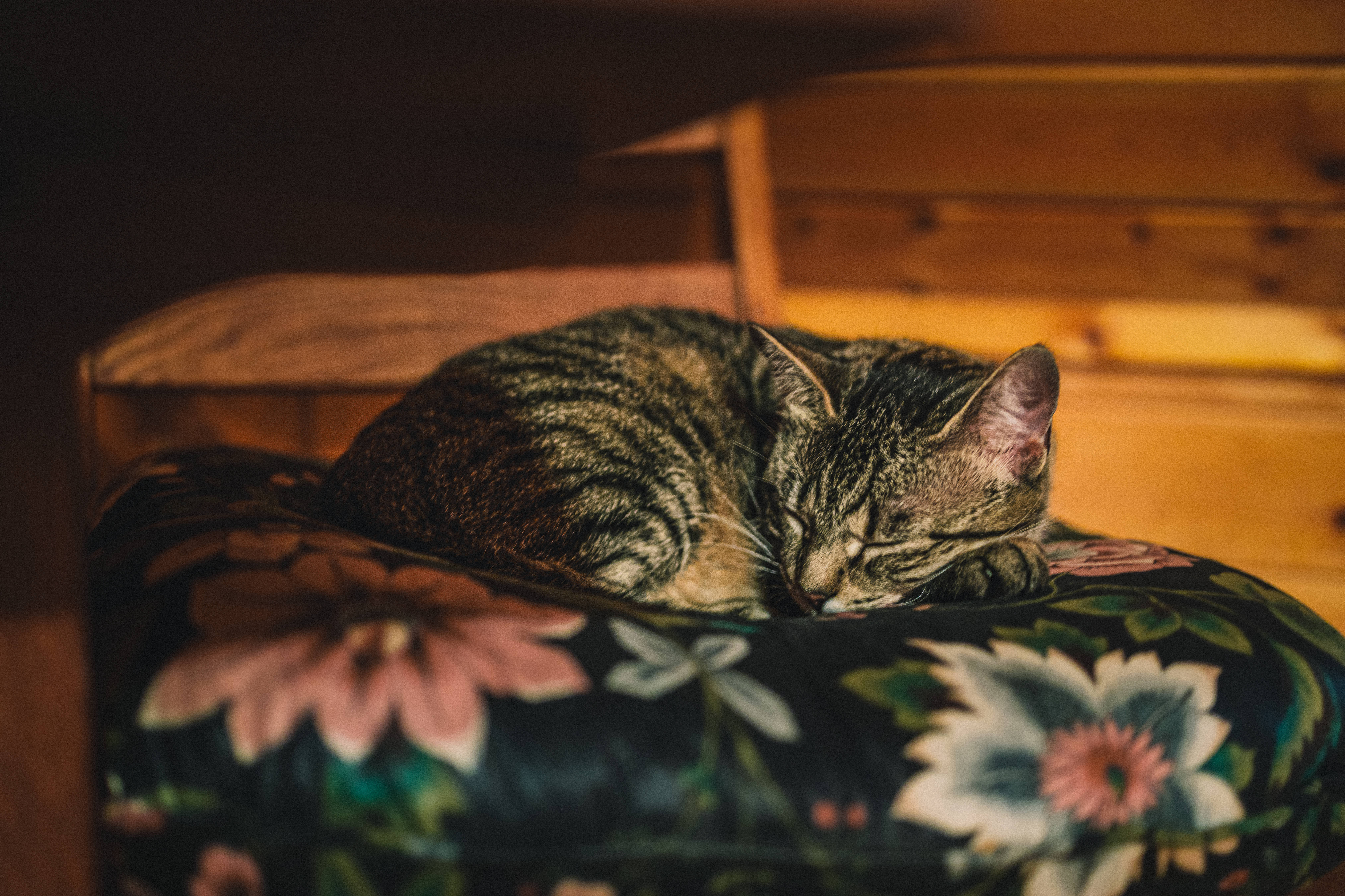 動物 桌布 壁紙 — 一隻虎斑貓在花卉靠墊上安詳地蜷縮著睡覺，背景是溫暖的木質環境。