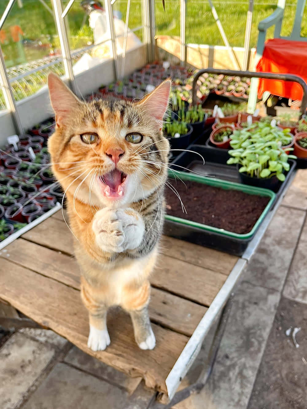 funny animals 桌布 壁紙 — 一隻虎斑貓在陽光充足的溫室內，於一張木長椅上舉起一隻爪子嚎叫，溫室裡佈滿了幼苗。