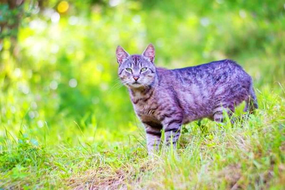 Manx Cat 桌布 壁紙 — 一隻虎斑貓在鮮綠的草地上警覺地站著，在明亮的陽光下，背景柔和模糊的自然景色。