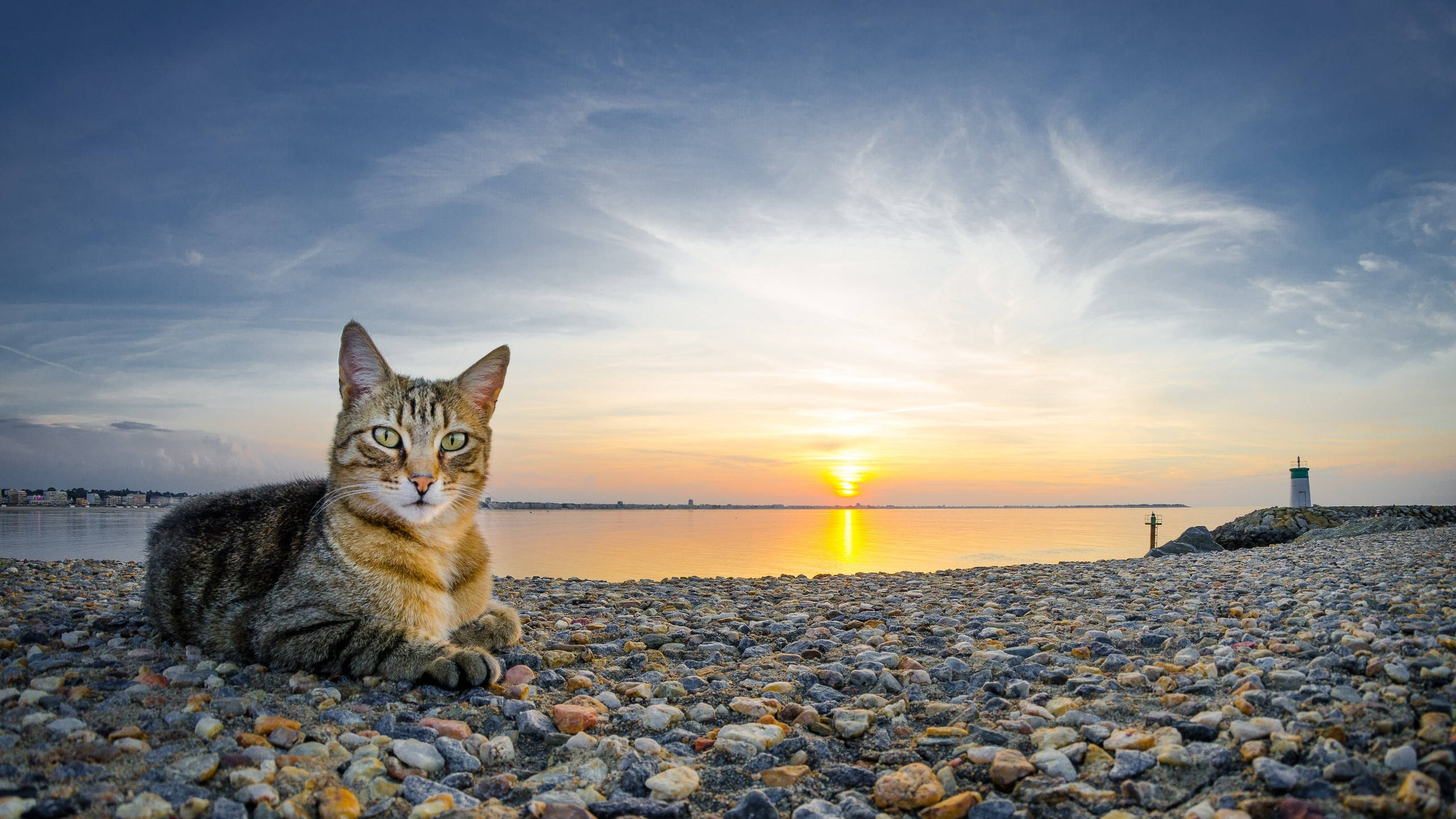 貓咪 桌布 壁紙 — 一隻虎斑貓在鵝卵石灘上休息，夕陽在平靜的水面上落下，遠處有一座燈塔。