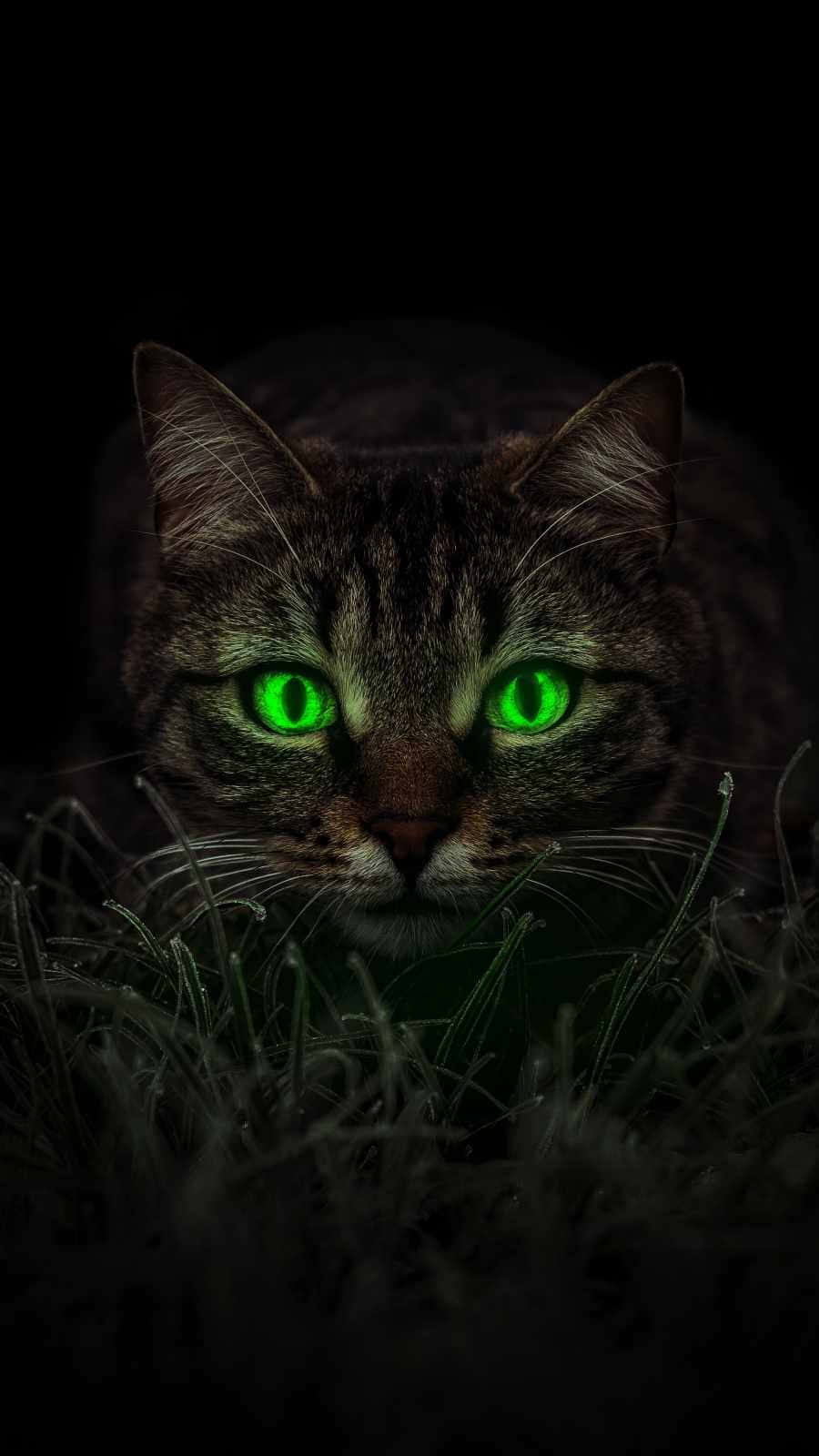 Cat Eyes 桌布 壁紙 — 一隻虎斑貓在黑色背景的暗草叢中，用發光的綠色眼睛銳利地凝視著。