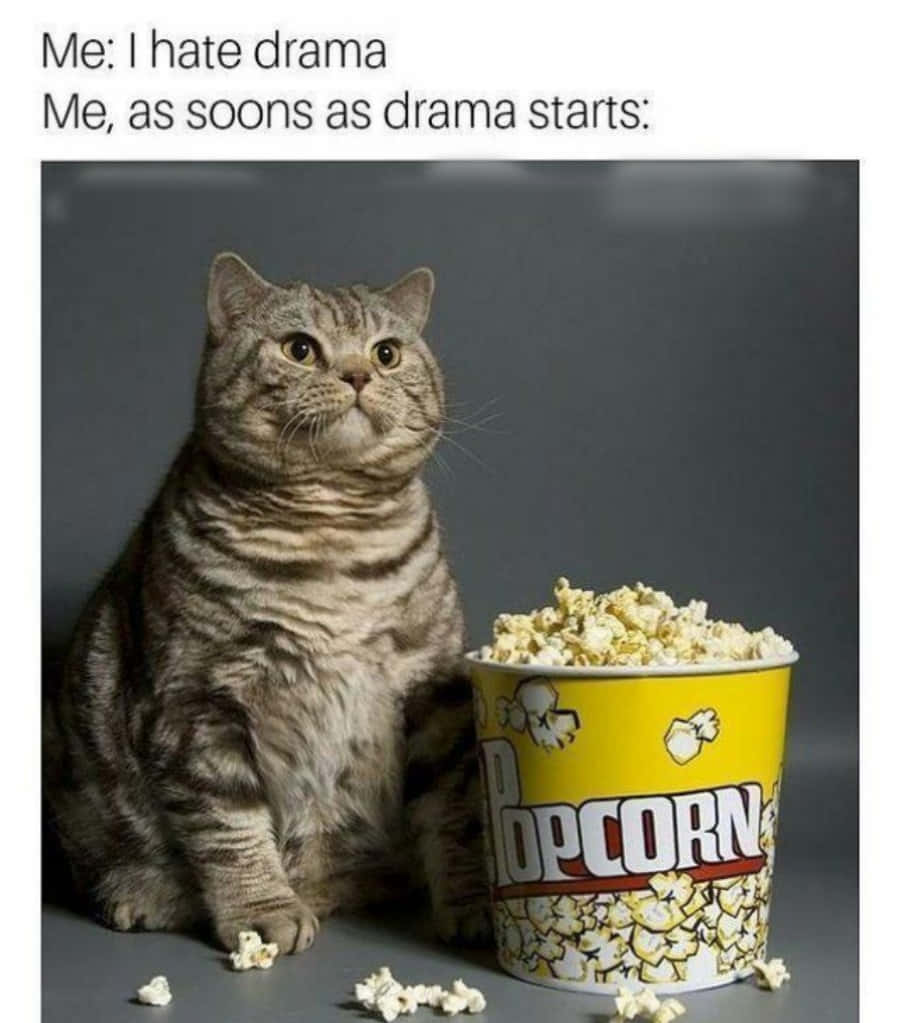 meme 桌布 壁紙 — 一隻虎斑貓坐在灰色表面上一個裝滿爆米花的黃色爆米花桶旁邊。