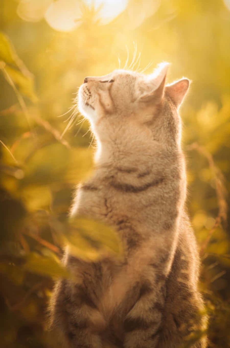 Cats 桌布 壁紙 — 一隻虎斑貓坐在透過樹葉篩落的金色陽光中，抬頭仰望，神情平靜滿足。