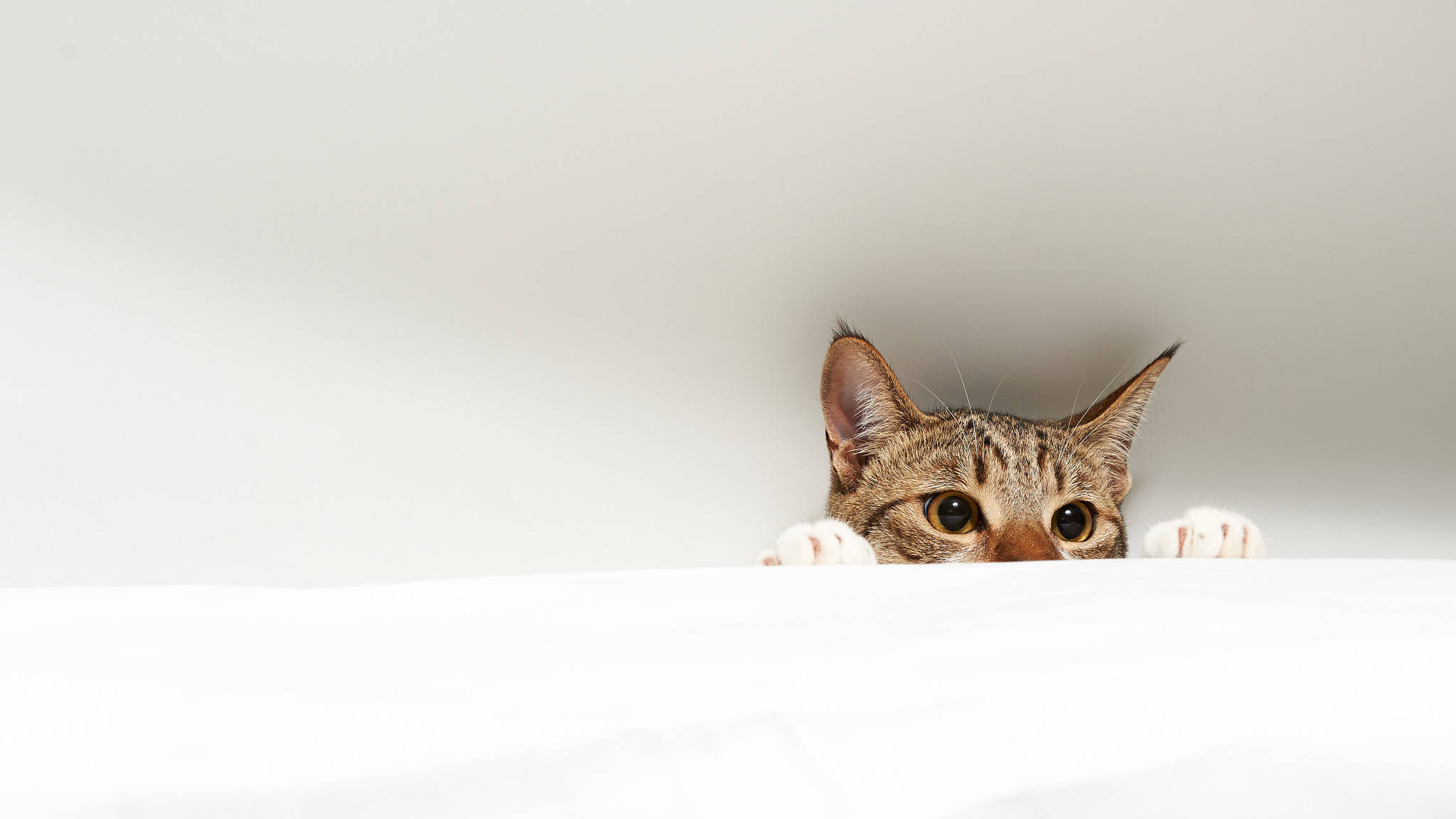 Cute Cat 桌布 壁紙 — 一隻虎斑貓好奇地從白色表面上方探出頭來，睜大眼睛，爪子擱在邊緣。