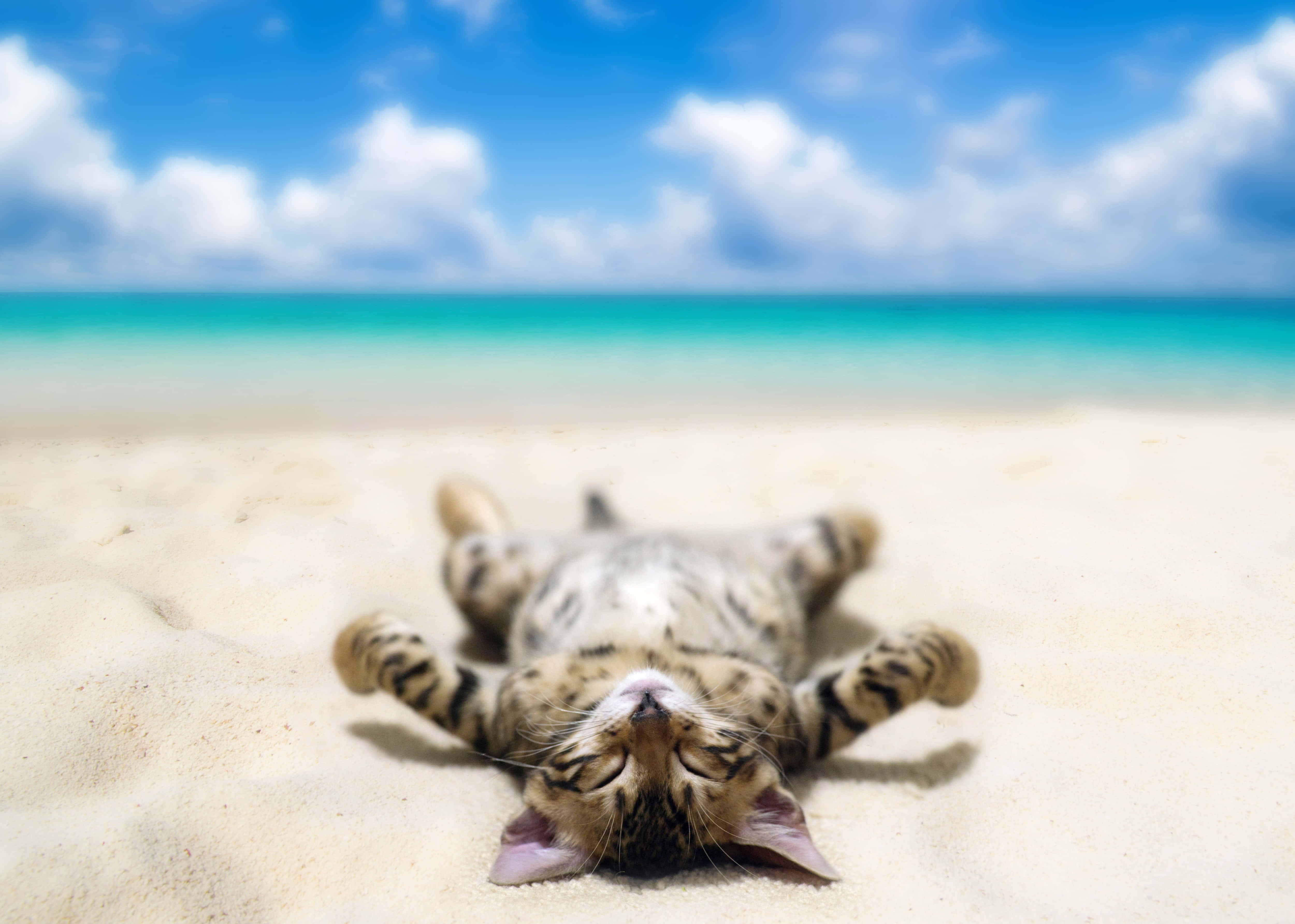 Cat Desktop 桌布 壁紙 — 一隻虎斑貓幸福地仰臥在柔軟的沙灘上，背後是碧綠的海洋和藍天。