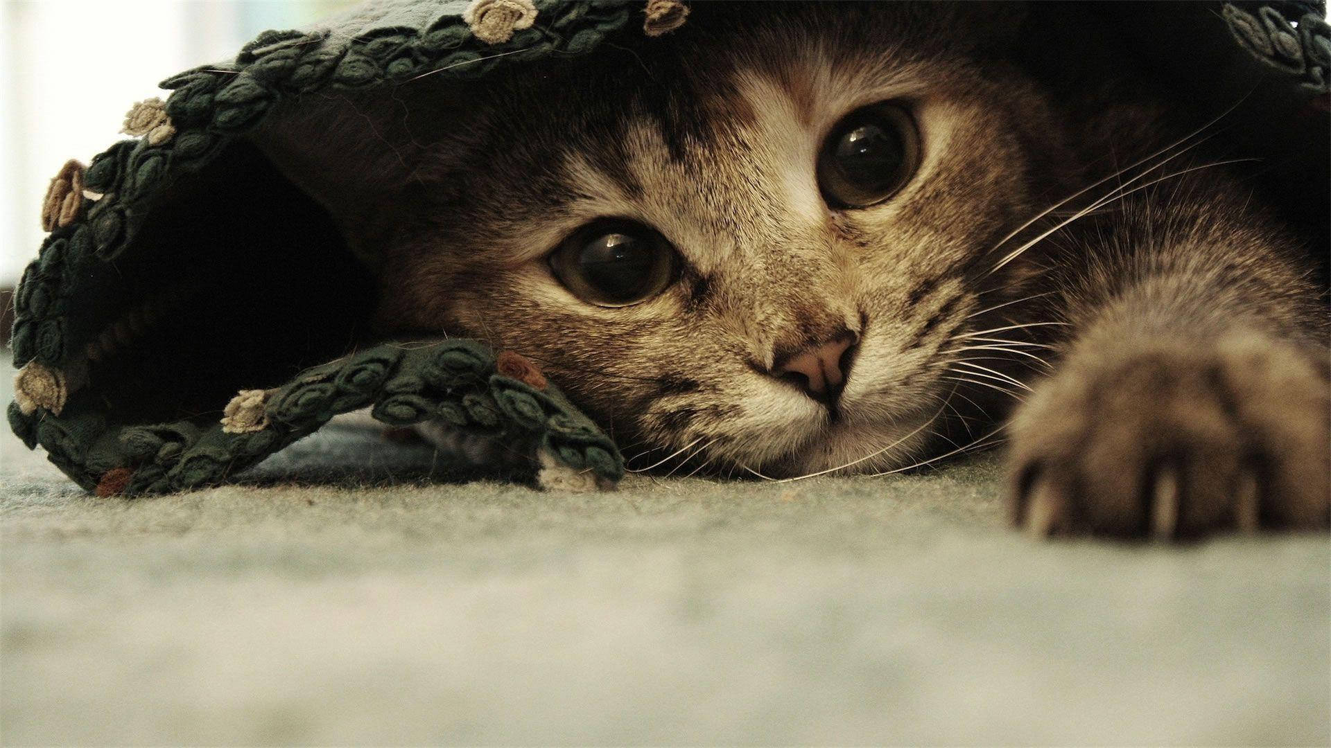Cute Cat 桌布 壁紙 — 一隻虎斑貓從綠色鉤針編織毯子下探出頭來，睜著大大的好奇眼睛。
