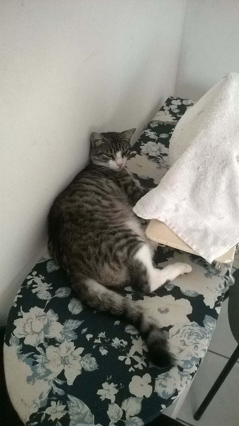 Brazilian Shorthair 桌布 壁紙 — 一隻虎斑貓懶洋洋地躺在一張花卉圖案的椅子上，旁邊搭著一條白色毛巾。