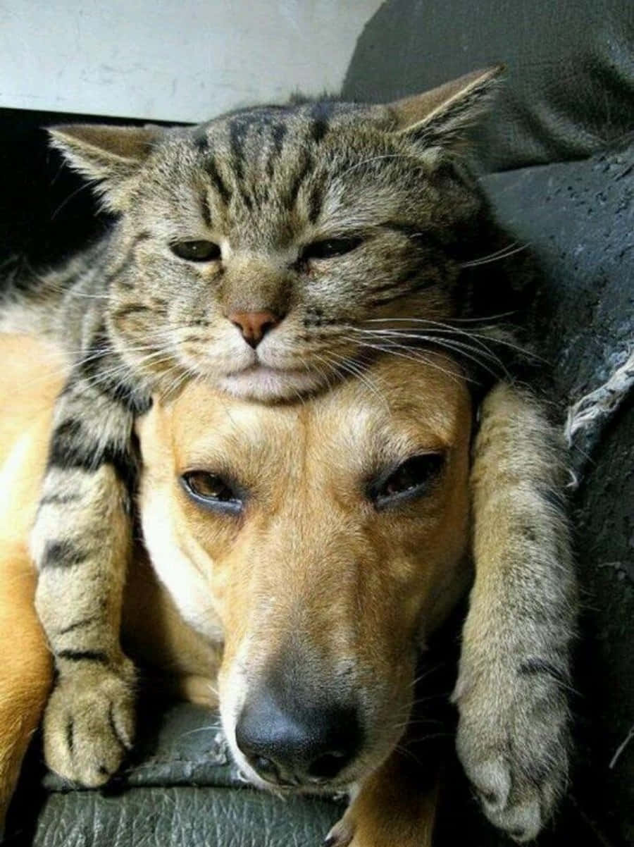 動物 桌布 壁紙 — 一隻虎斑貓懶洋洋地躺著，爪子搭在一隻棕褐色狗的頭上，兩者都在深色沙發上休息。