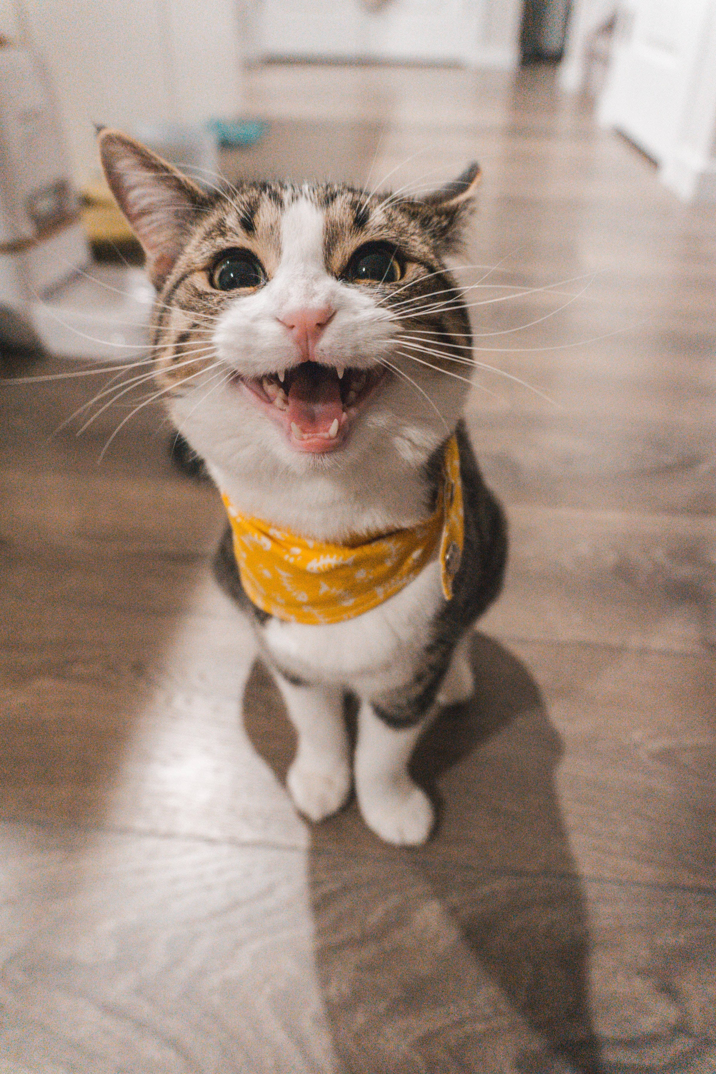 Cute Cat 桌布 壁紙 — 一隻虎斑貓戴著黃色頭巾坐在木地板上，張大嘴巴打呵欠，露出牙齒。