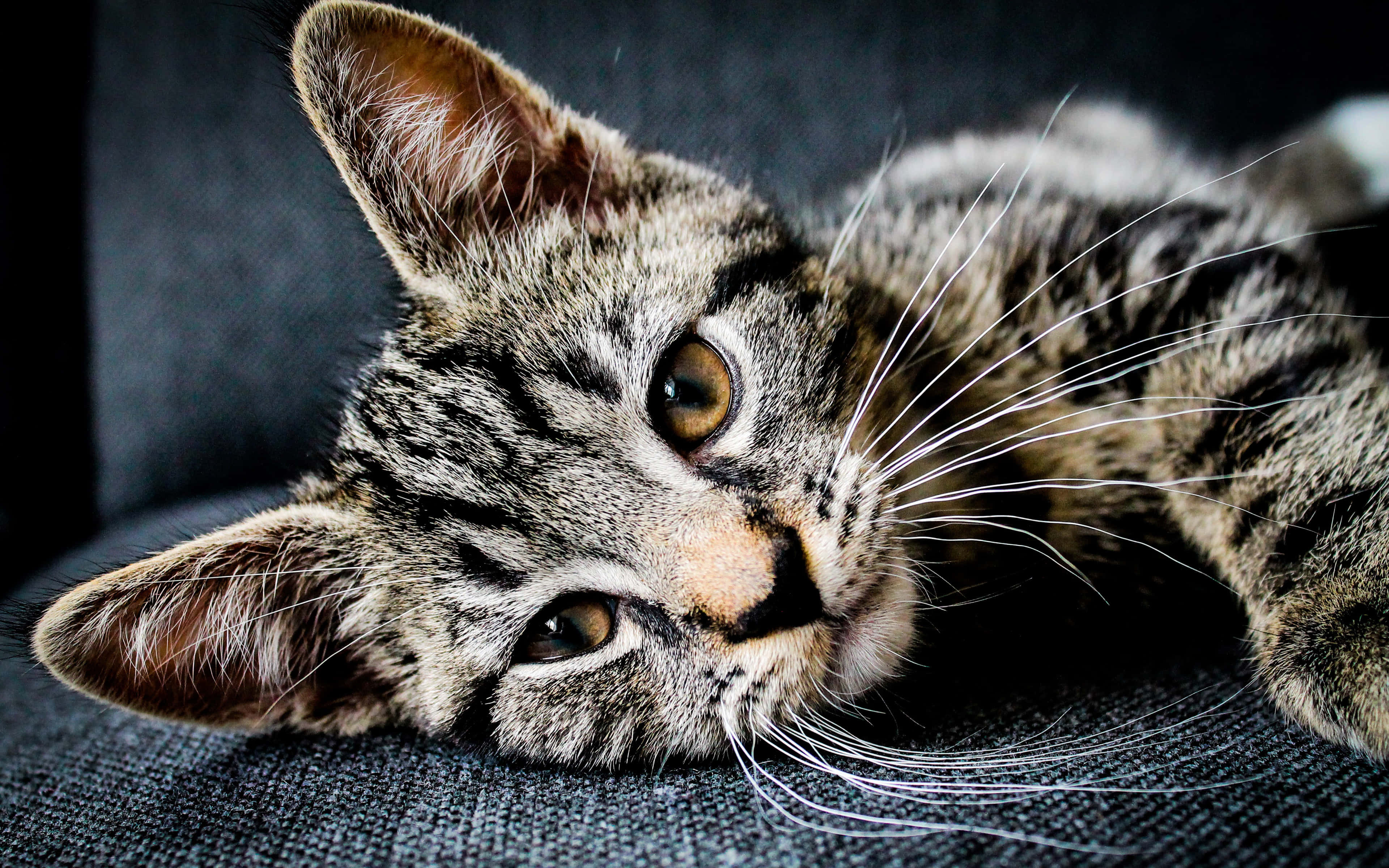 American Shorthair 桌布 壁紙 — 一隻虎斑貓擁有引人注目的琥珀色眼睛，將頭靠在深灰色布料表面上，以平靜而好奇的表情向上凝視。