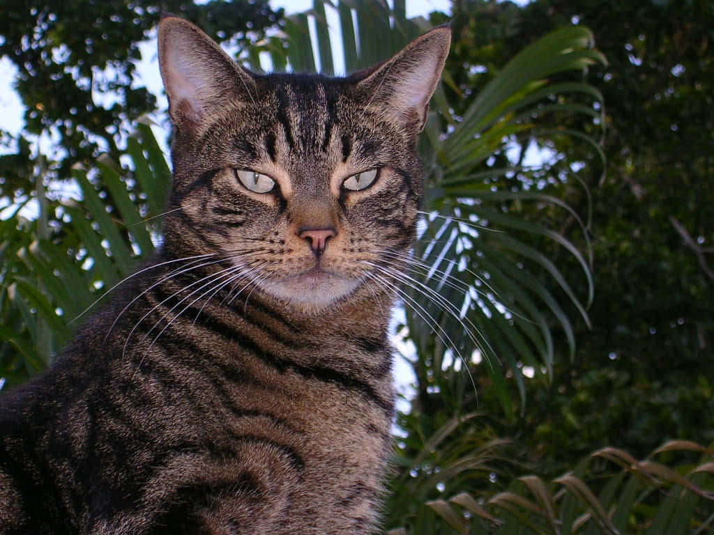 American Shorthair 桌布 壁紙 — 一隻虎斑貓擁有引人注目的綠色眼睛，在明亮的日光下從茂密的綠色棕櫚葉後方專注地凝視。