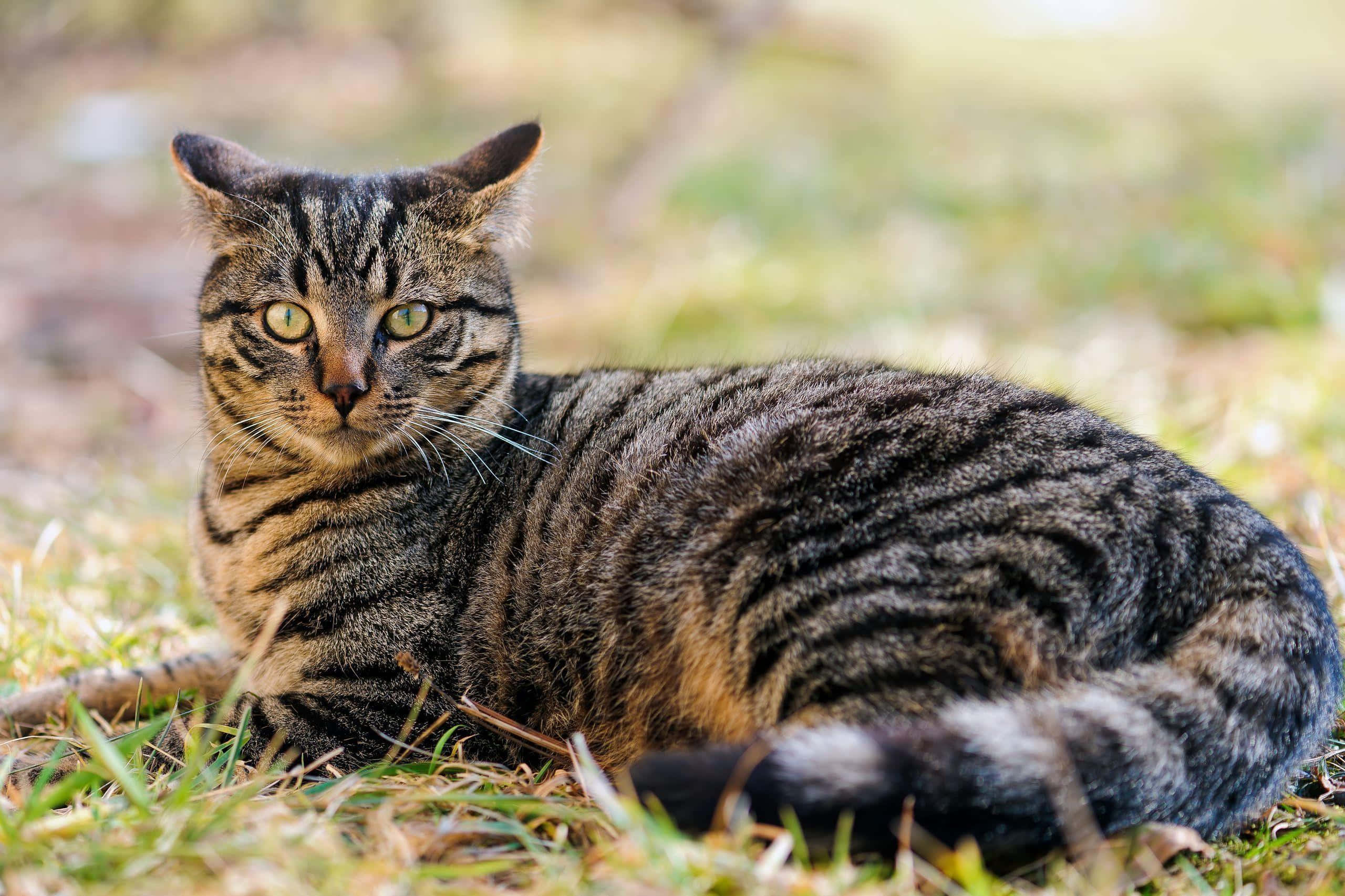 Tabby Cat 桌布 壁紙 — 一隻虎斑貓擁有引人注目的綠色眼睛，警覺地躺在陽光照耀的草地上，其條紋皮毛捕捉著溫暖的日光。