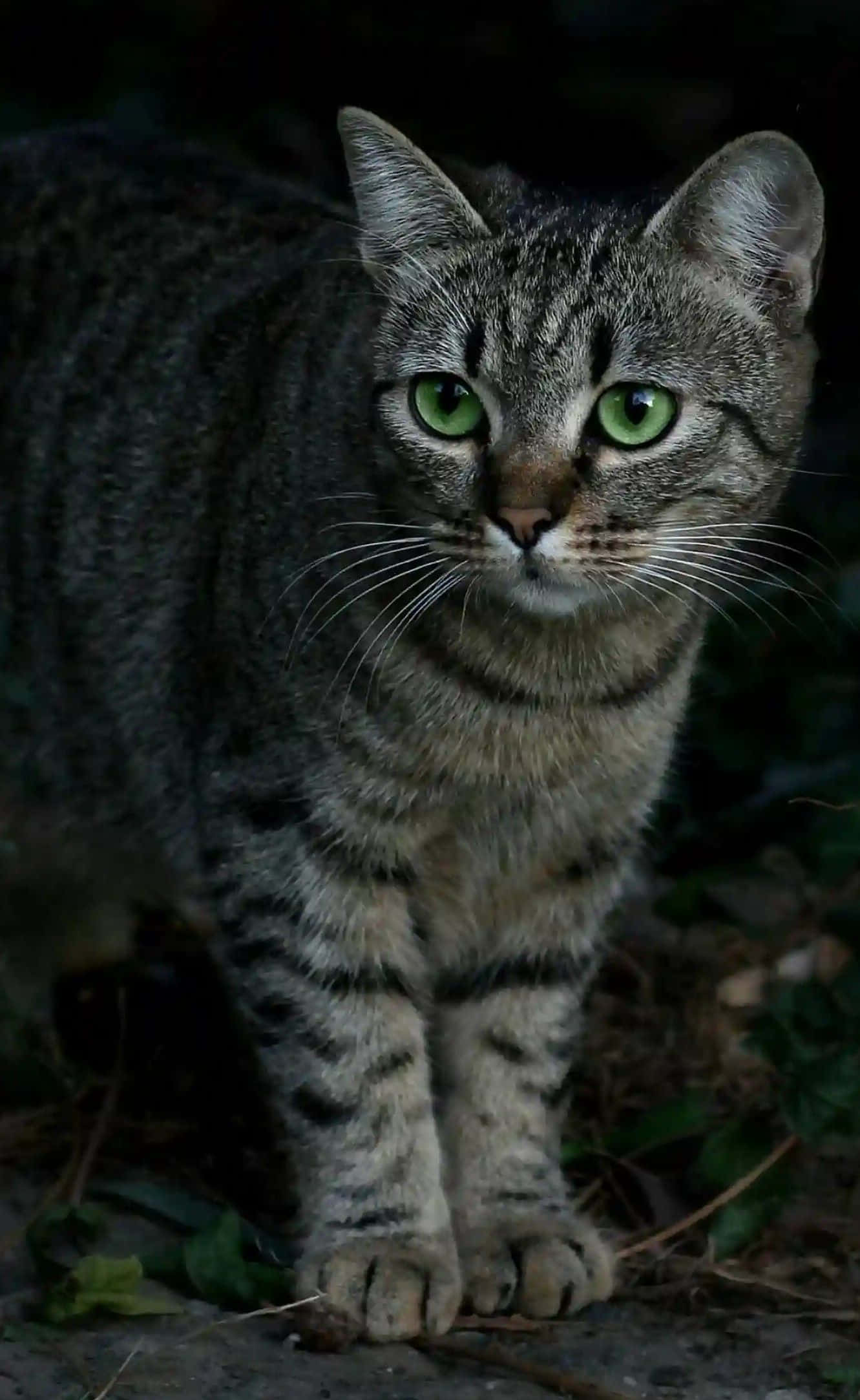 Tabby Cat 桌布 壁紙 — 一隻虎斑貓擁有引人注目的綠色眼睛，在陰暗、樹葉茂密的戶外環境中凝視著。