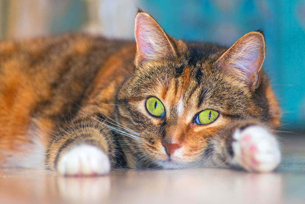 American Shorthair 桌布 壁紙 — 一隻虎斑貓擁有引人注目的綠色眼睛，放鬆地躺在光滑的地板上，爪子伸展，背景是柔和的藍色。