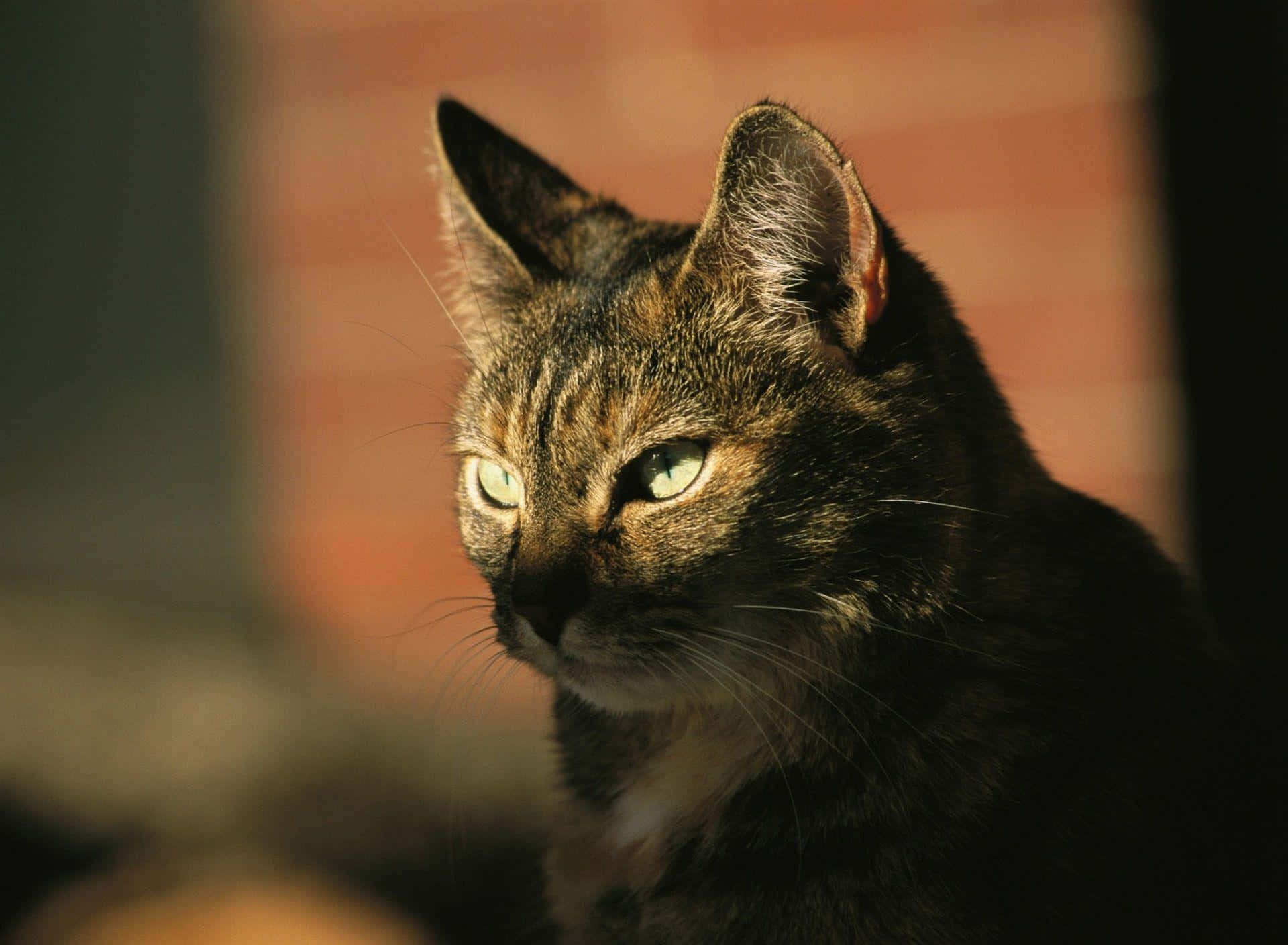 Tabby Cat 桌布 壁紙 — 一隻虎斑貓擁有引人注目的綠色眼睛，在柔和的金色光線中，以模糊的磚牆為背景，專注地凝視。