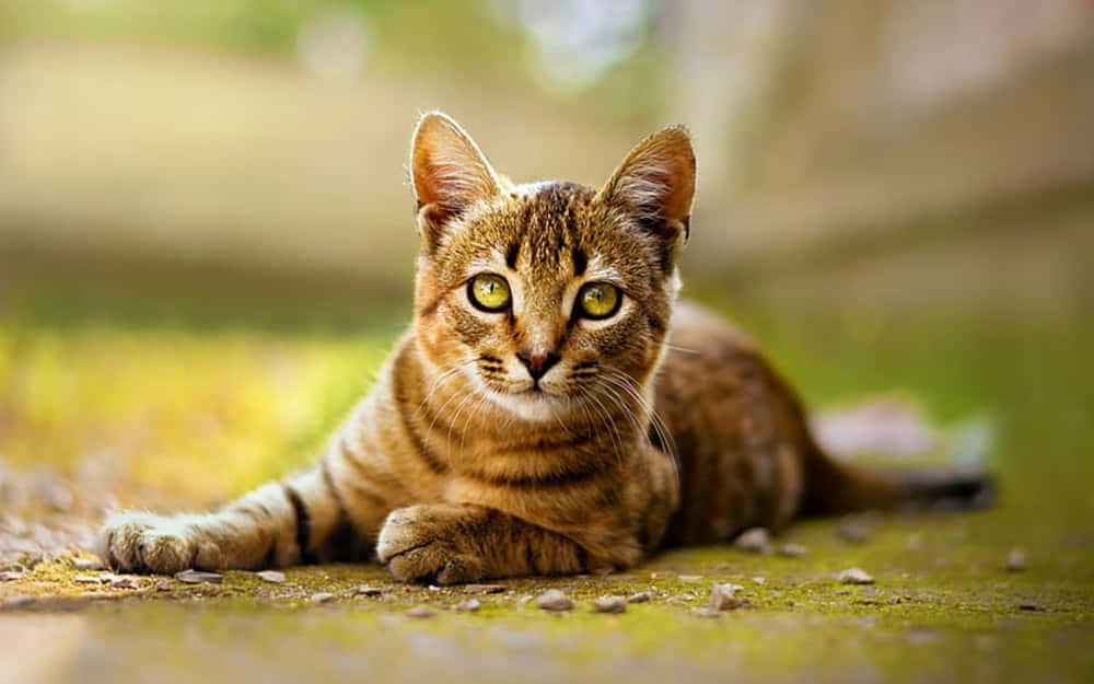 Toyger 桌布 壁紙 — 一隻虎斑貓擁有引人注目的綠色眼睛，警覺地躺在長滿苔蘚的地面上，在柔和自然光線下直視鏡頭。