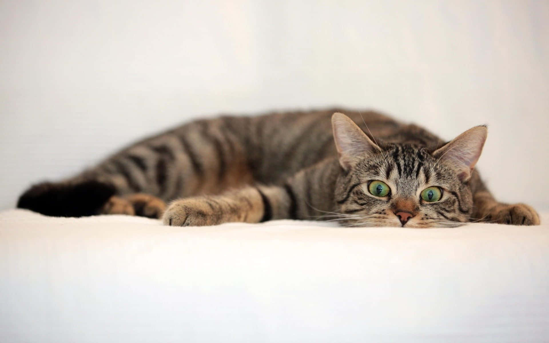 Tabby Cat 桌布 壁紙 — 一隻虎斑貓擁有引人注目的綠色眼睛，伸展著躺在柔軟的白色表面上，直視鏡頭。
