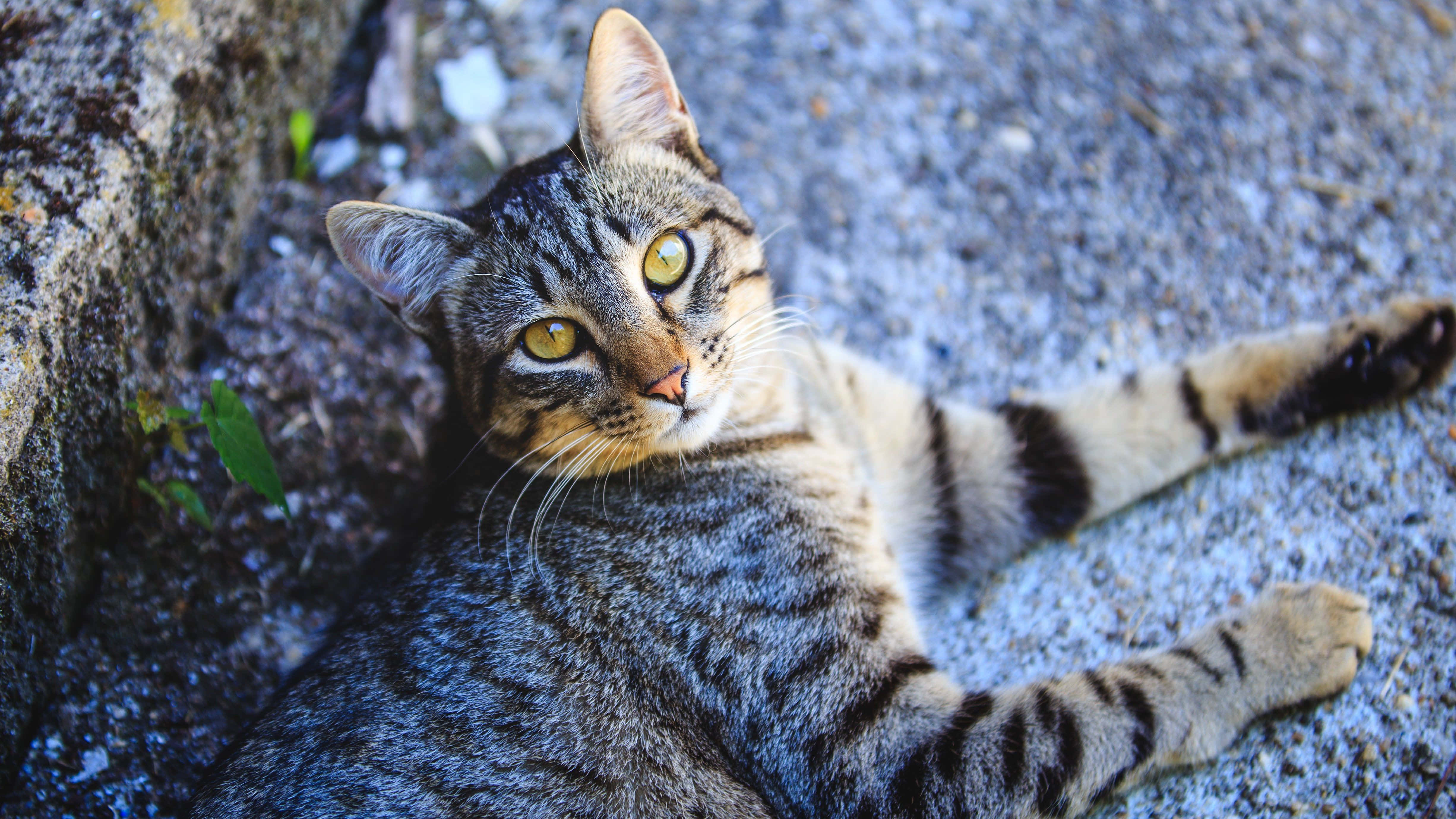 European Shorthair 桌布 壁紙 — 一隻虎斑貓擁有引人注目的黃色眼睛，在苔蘚岩石附近的紋理石面上放鬆休息。