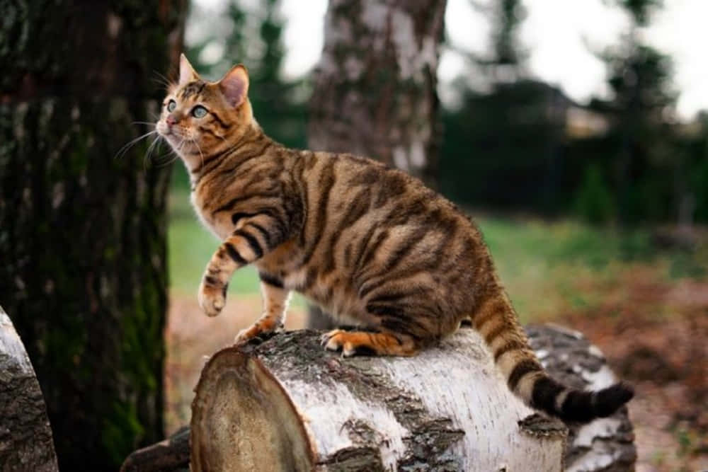 Toyger 桌布 壁紙 — 一隻虎斑貓有著引人注目的綠色眼睛，警覺地棲息在森林中的白樺木上，好奇地向上凝視。