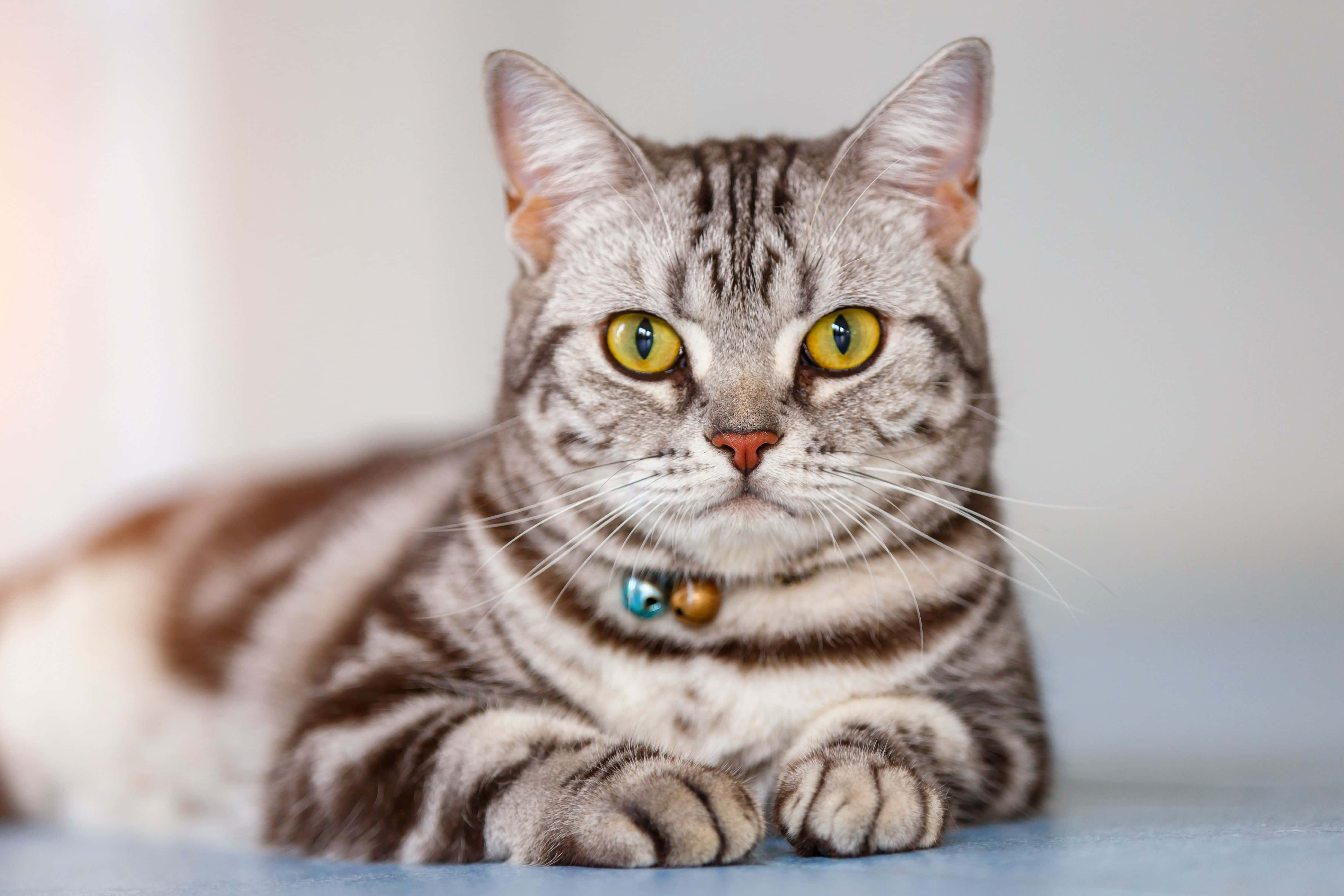 American Shorthair 桌布 壁紙 — 一隻虎斑貓有著引人注目的黃色眼睛，平靜地躺在藍色表面上，戴著鈴鐺項圈，背景柔和模糊。