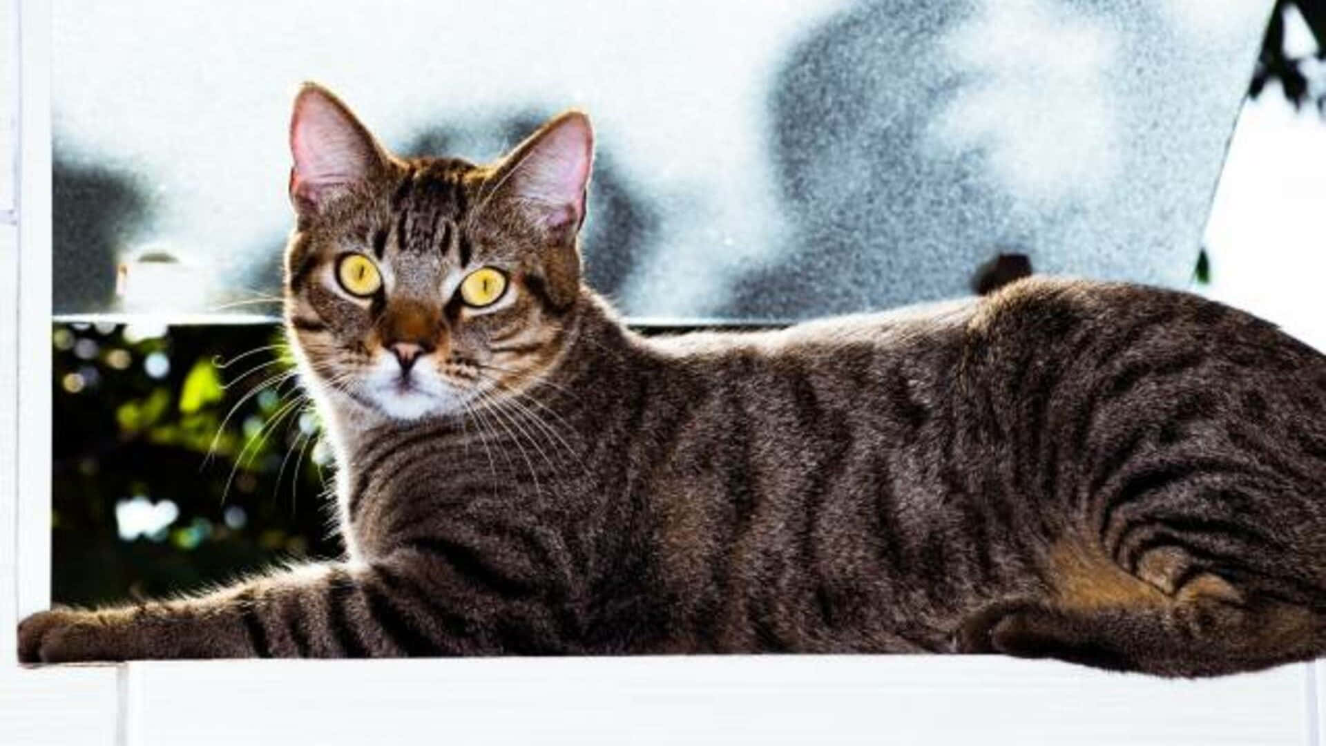 Brazilian Shorthair 桌布 壁紙 — 一隻虎斑貓有著引人注目的黃色眼睛，懶洋洋地躺在窗台上，在模糊的戶外背景下專注地凝視著觀看者。
