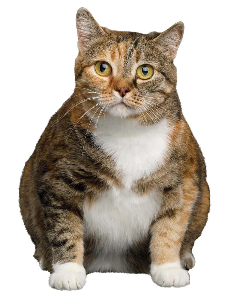 Fat Cat 桌布 壁紙 — 一隻虎斑貓有著引人注目的黃色眼睛，直立坐在純白色背景前，毛皮上有棕色、橙色和白色的斑塊圖案。