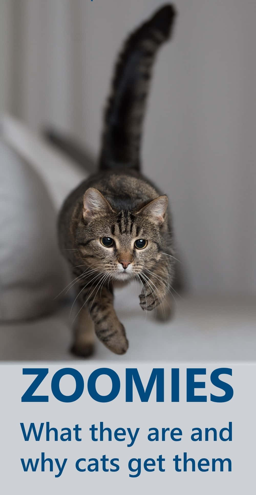 Crazy Cat 桌布 壁紙 — 一隻虎斑貓正在高速衝刺（zoomies），尾巴高翹，爪子模糊，背景為柔和白色。