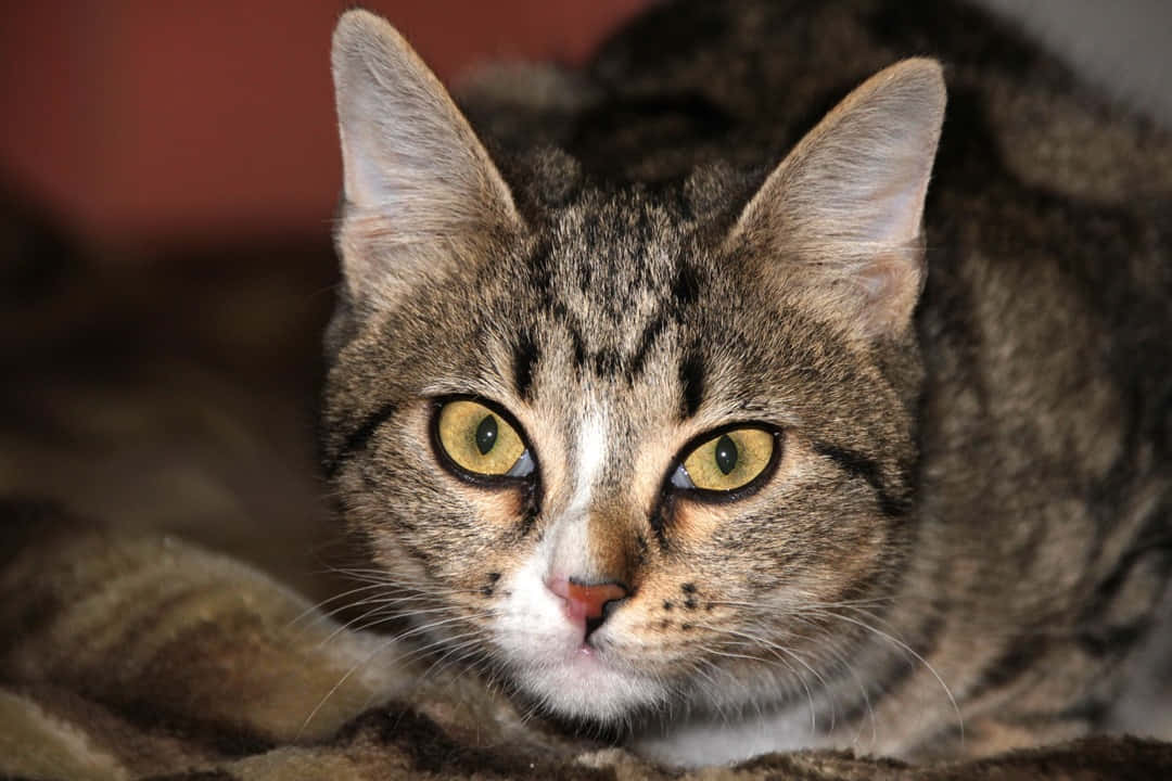European Shorthair 桌布 壁紙 — 一隻虎斑貓的特寫，擁有引人注目的黃色眼睛，專注地凝視著相機。