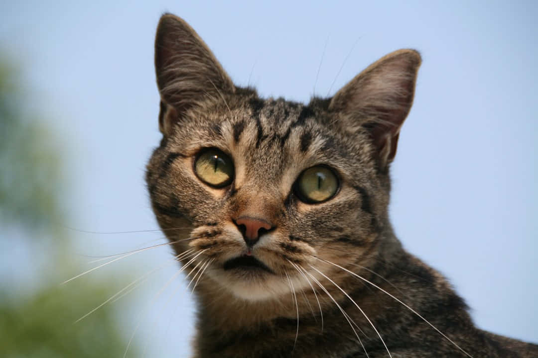 European Shorthair 桌布 壁紙 — 一隻虎斑貓的特寫，擁有引人注目的綠色眼睛，在柔和的藍天背景下專注地凝視。