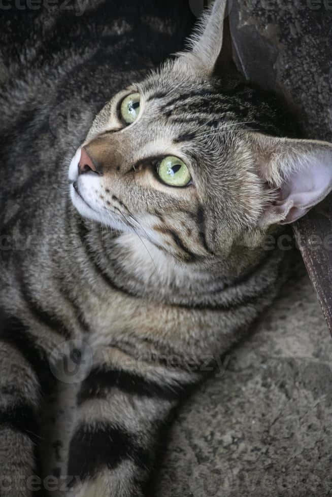American Shorthair 桌布 壁紙 — 一隻虎斑貓的特寫，擁有引人注目的綠色眼睛，在紋理表面上休息時向上凝視。