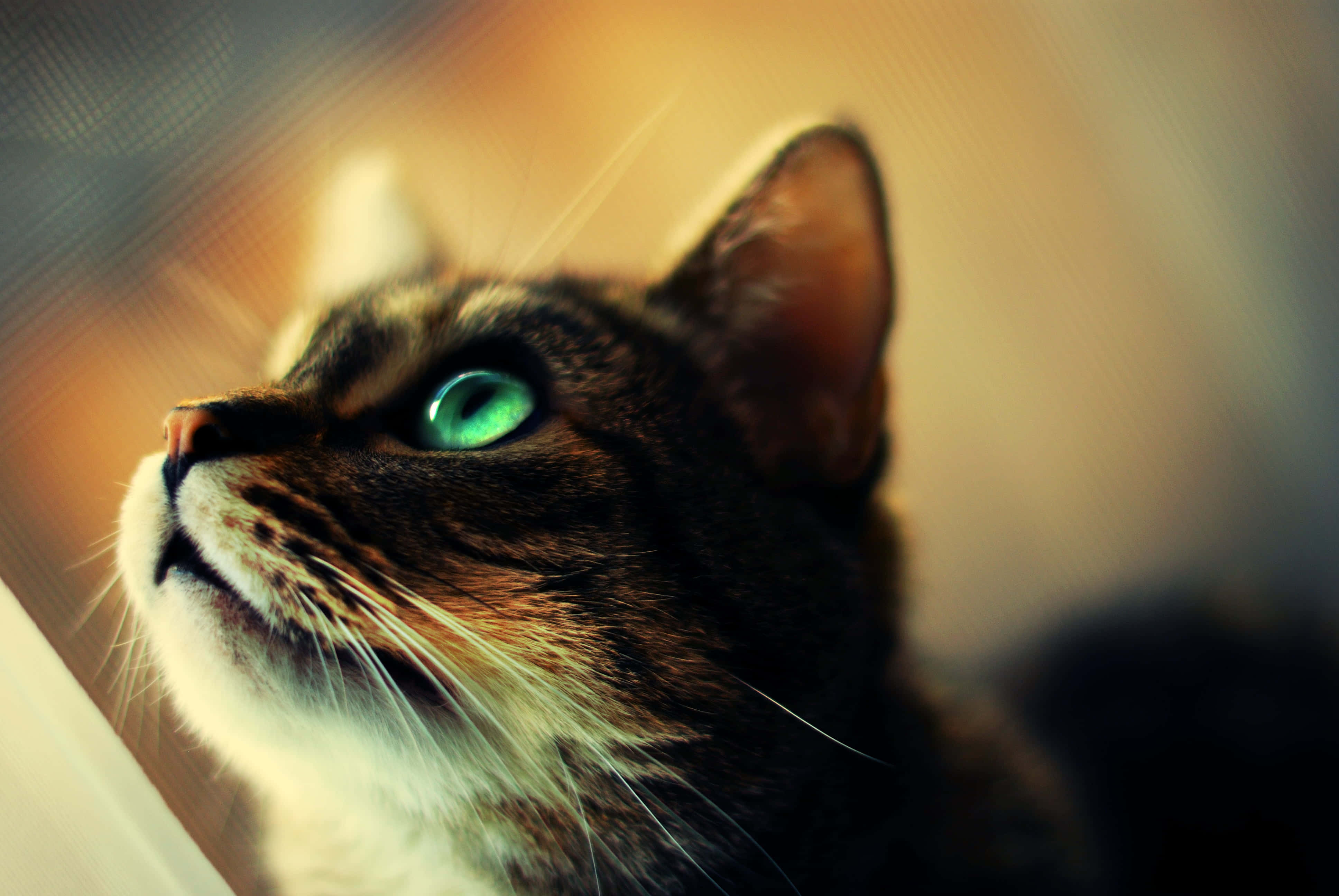 Tabby Cat 桌布 壁紙 — 一隻虎斑貓的特寫，擁有引人注目的綠色眼睛，透過溫暖金色陽光的窗戶向上凝視。