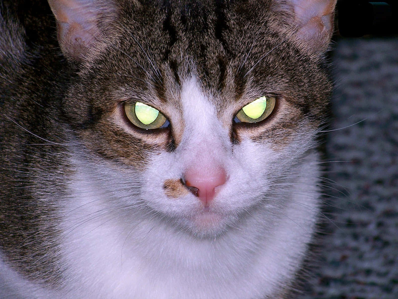 Cat Eyes 桌布 壁紙 — 一隻虎斑貓的特寫，擁有發光的綠色眼睛，專注地凝視著相機。