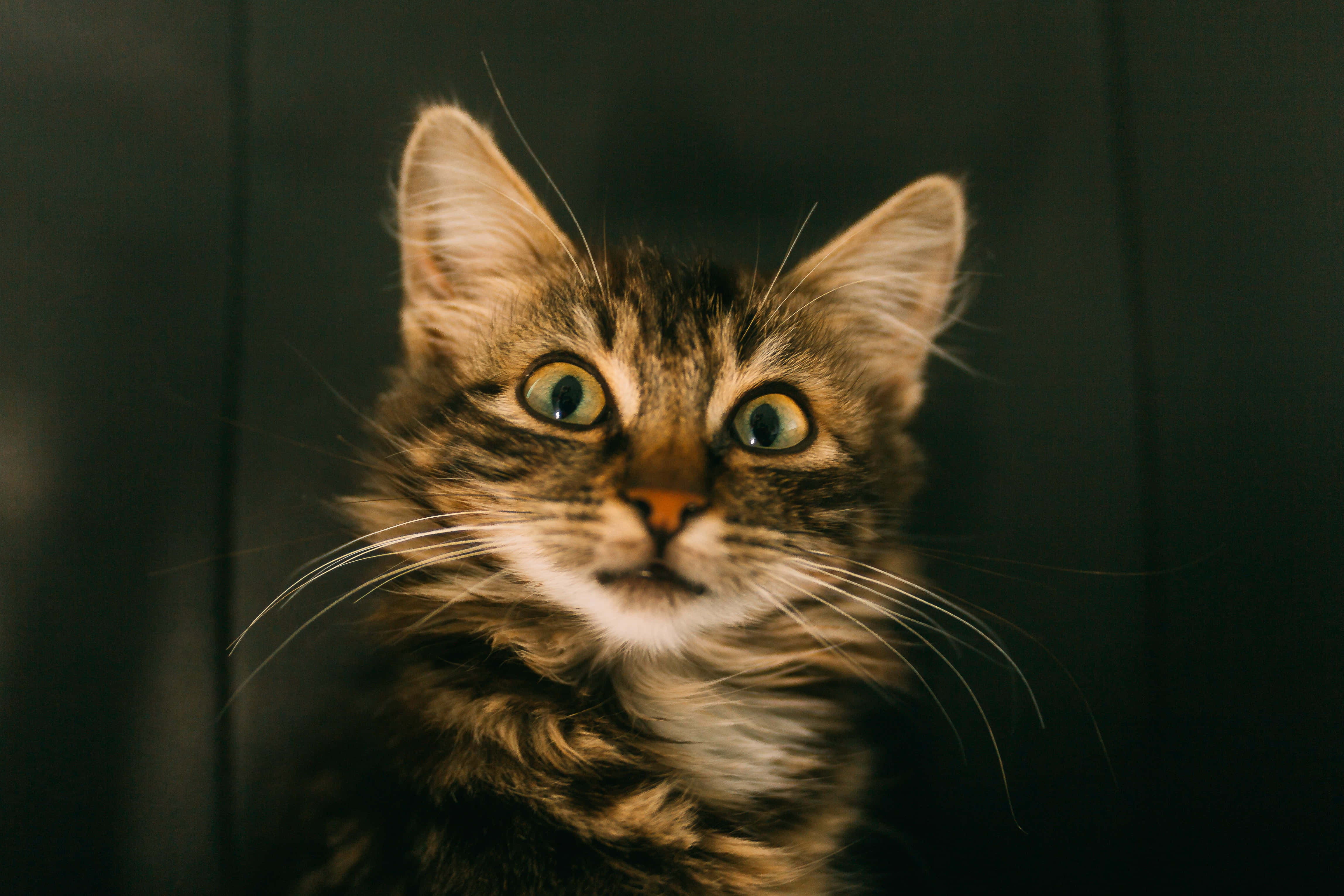 Tabby Cat 桌布 壁紙 — 一隻虎斑貓的特寫，擁有綠色大眼睛，在深色背景下直視鏡頭。