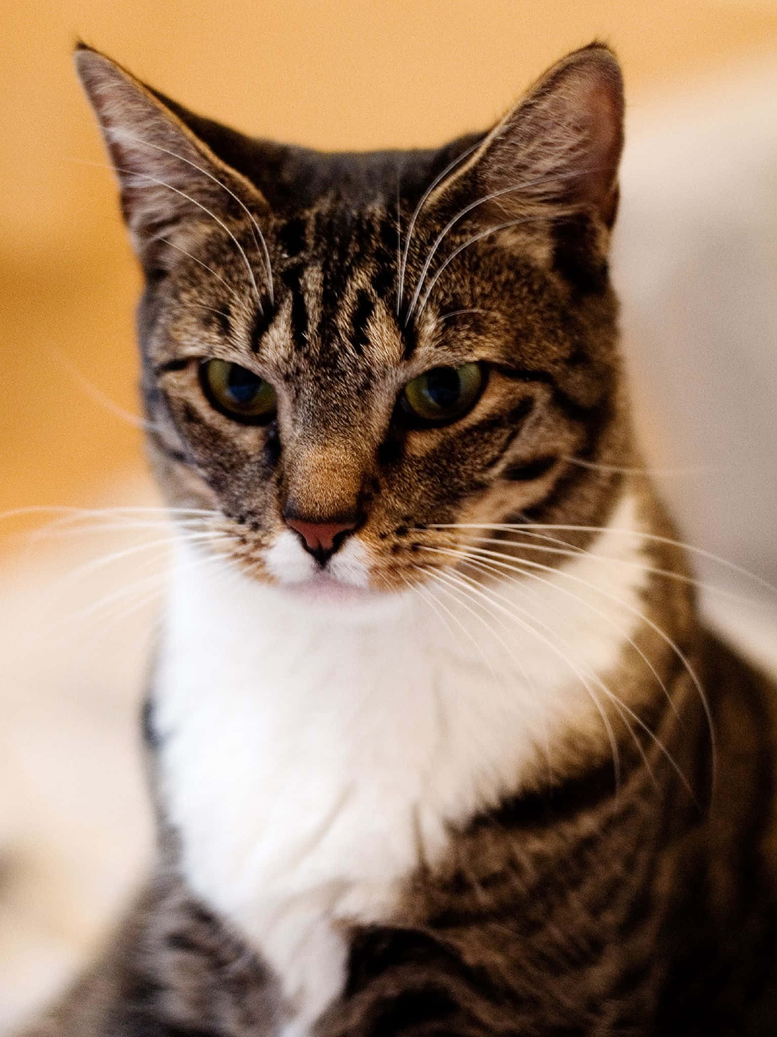 European Shorthair 桌布 壁紙 — 一隻虎斑貓的特寫，有綠色眼睛和白色胸口，專注地看著相機。