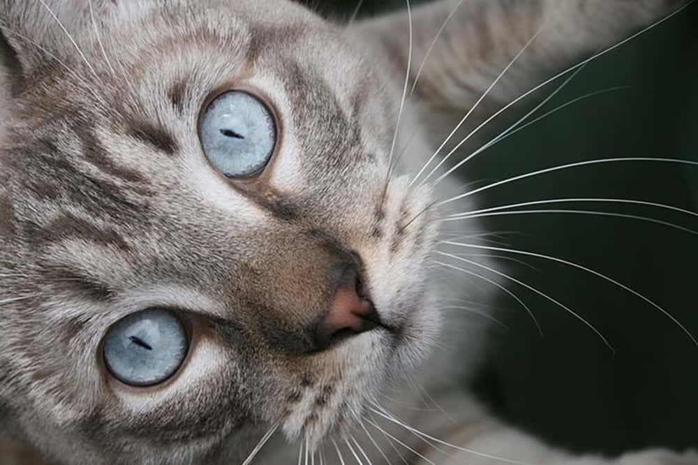 Ojos Azules Cat 桌布 壁紙 — 一隻虎斑貓的近距離特寫，擁有引人注目的藍色眼睛，在黑暗模糊的背景中向上凝視。