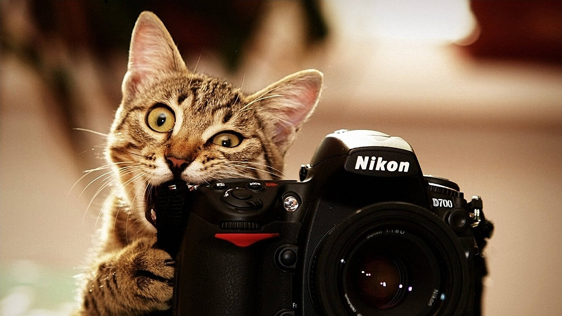 相機 桌布 壁紙 — 一隻虎斑貓睜大眼睛，好奇地窺視著黑色Nikon D700 DSLR相機，在溫暖的室內環境中。