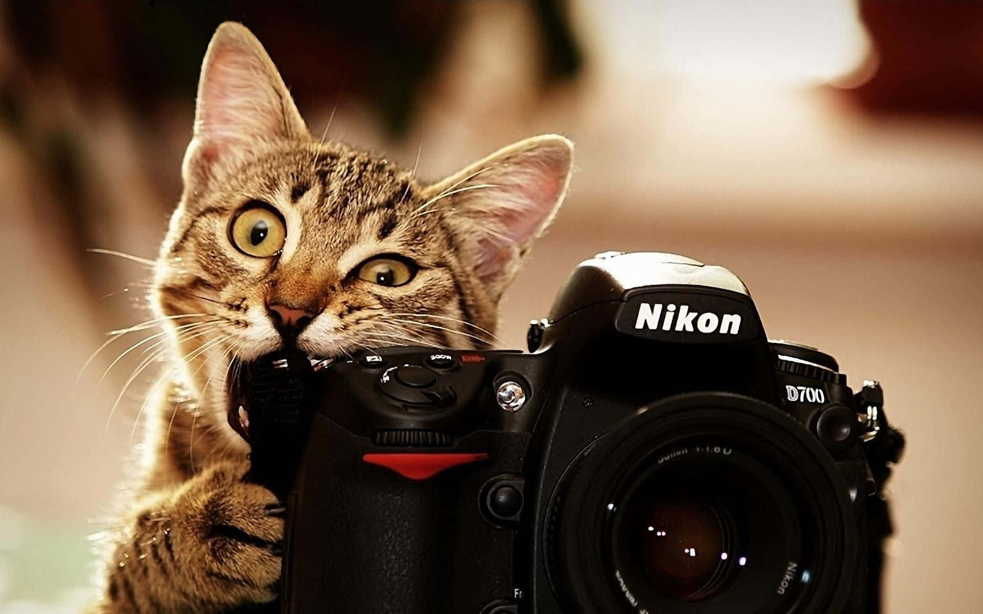 Cat Desktop 桌布 壁紙 — 一隻虎斑貓睜大眼睛，頑皮地咬著黑色Nikon D700 DSLR相機的背帶。