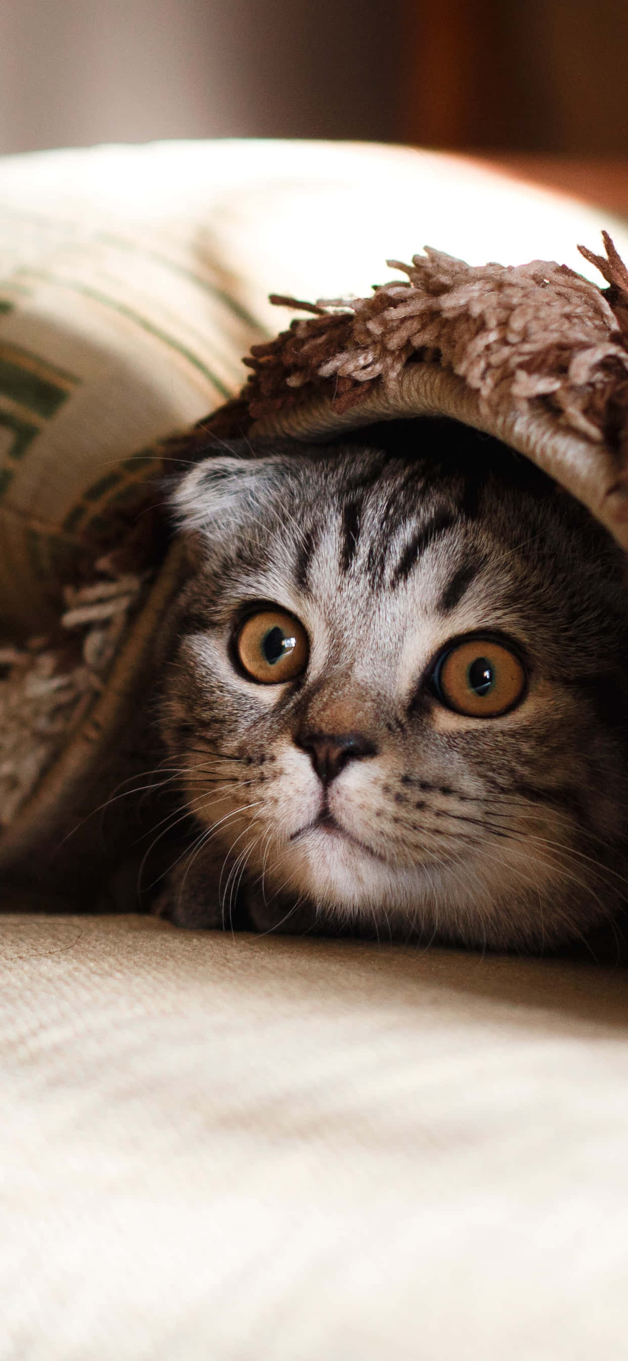 Beautiful Cats 桌布 壁紙 — 一隻虎斑貓睜著琥珀色的大眼睛，從柔軟米色表面上的一張舒適有質感的毯子下探出頭來。
