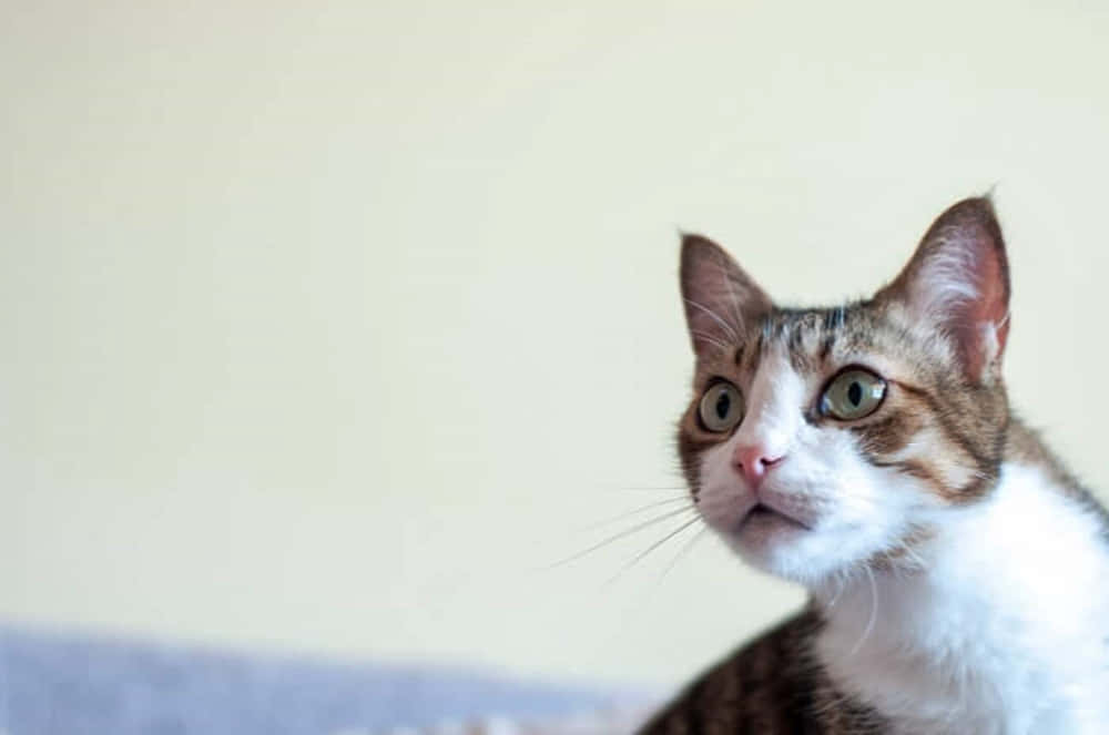 Brazilian Shorthair 桌布 壁紙 — 一隻虎斑貓睜著綠色大眼睛，好奇地向上凝視著柔和的米色牆壁。